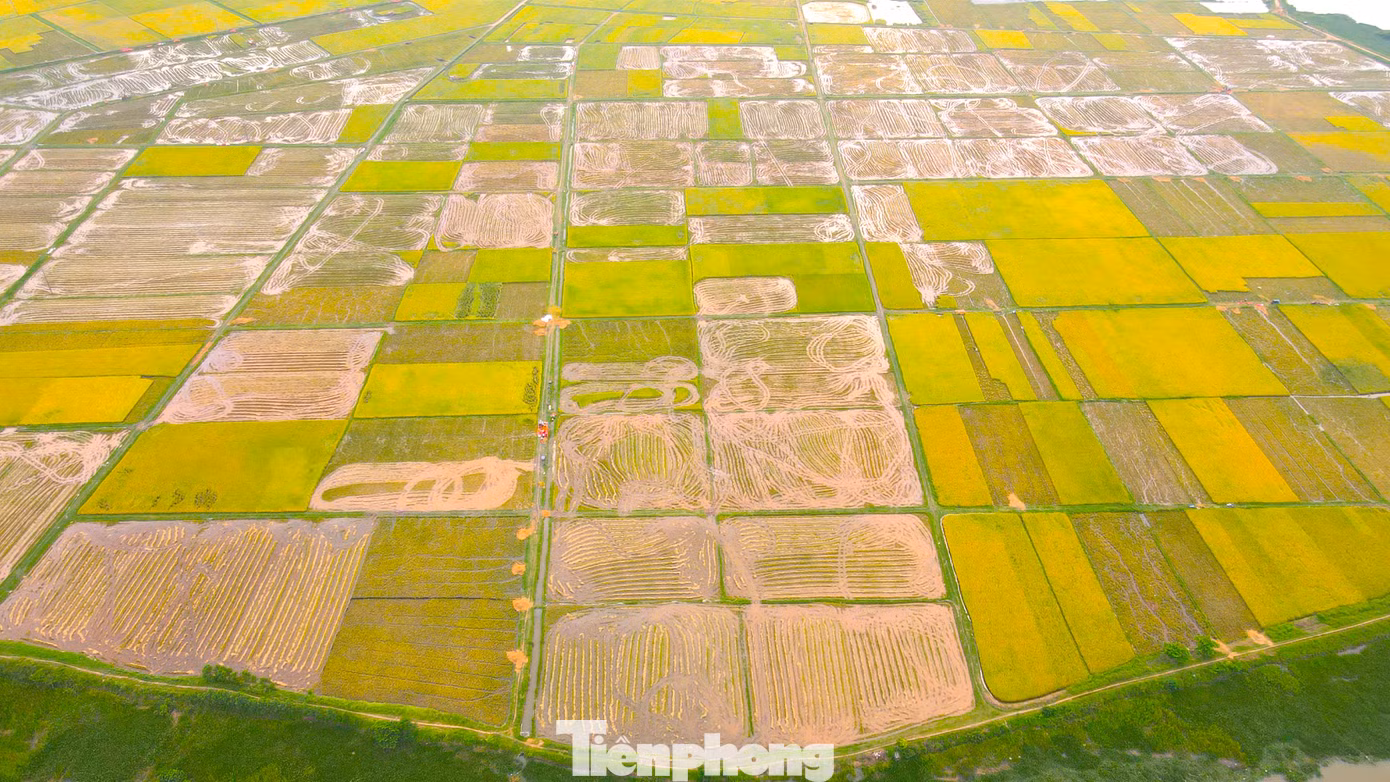 Hiện nay một số địa phương như huyện Yên Thành, Quỳnh Lưu... đã được các nông dân thu hoạch phần lớn diện tích lúa. Sau khi thu hoạch, người dân cũng tranh thủ làm đất, cày xới để kịp chuẩn bị sản xuất vụ hè thu.