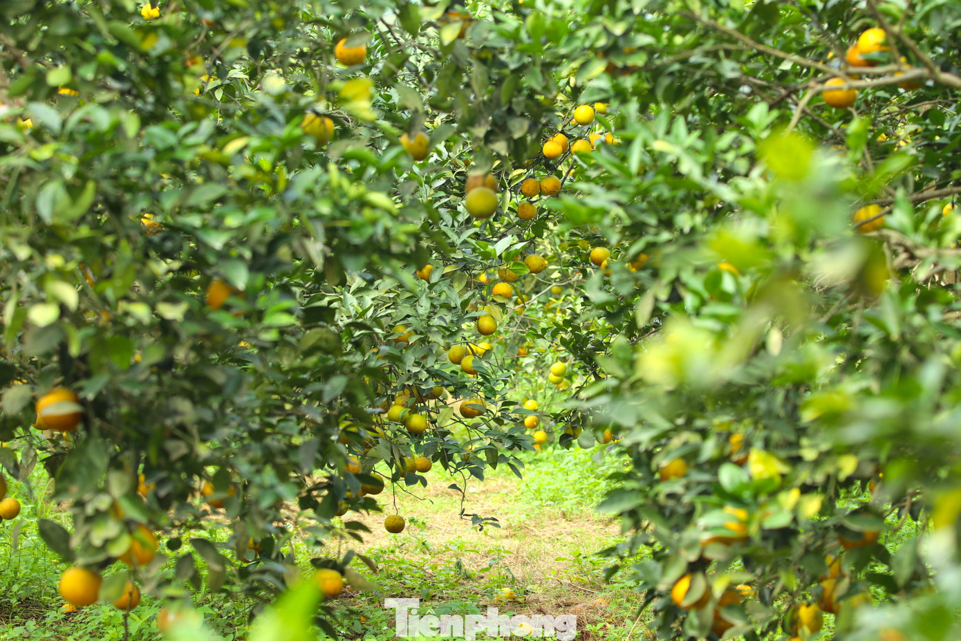 Trên diện tích vườn 5ha, ông Biên trồng hơn 2,4 nghìn gốc cam Xã Đoài lòng vàng. Giống cam này nổi tiếng bởi vị ngọt thanh mà không gắt, thơm mà không quá nồng.