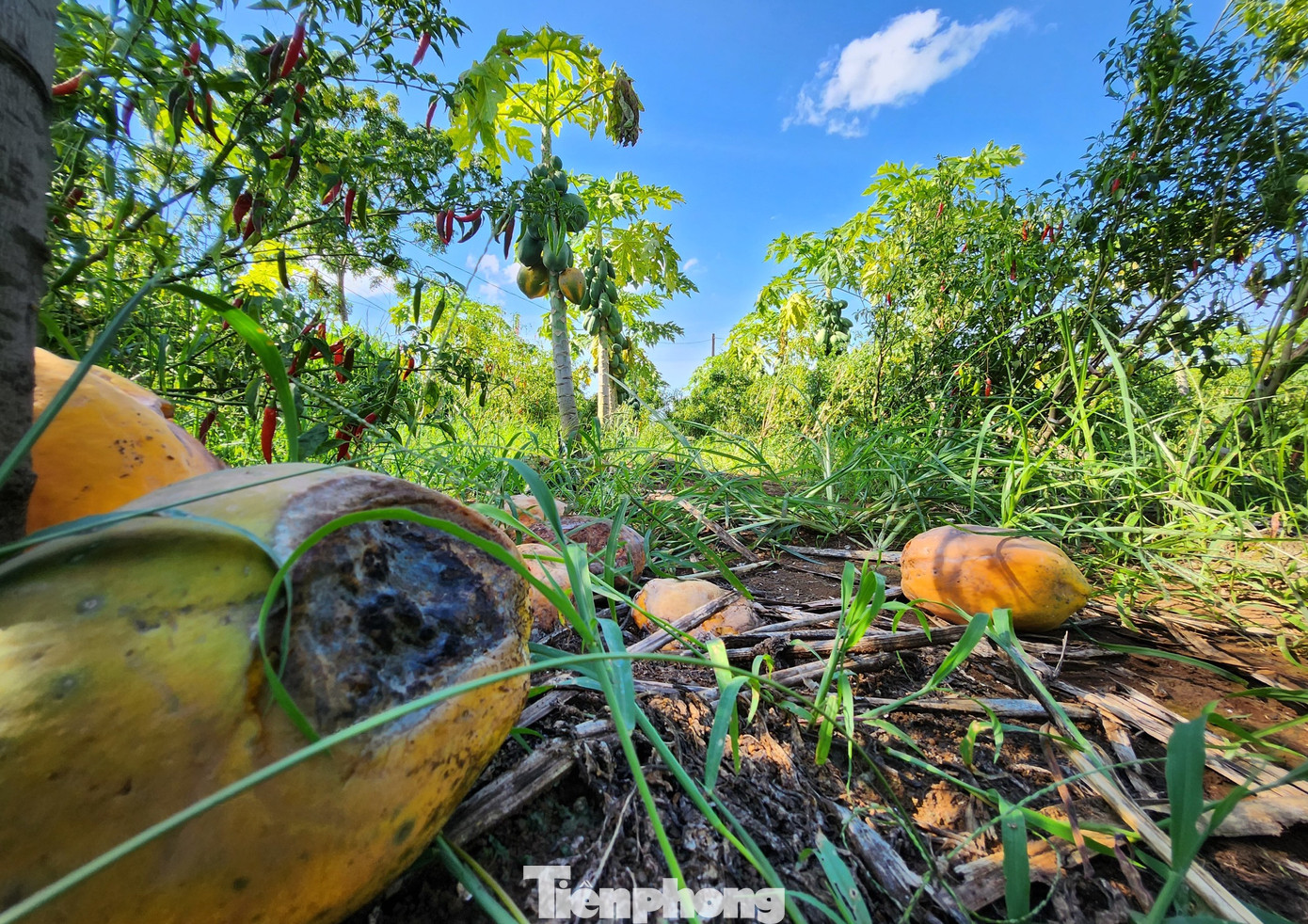 Đu đủ chín rụng đầy vườn khiến người nông dân xót xa.