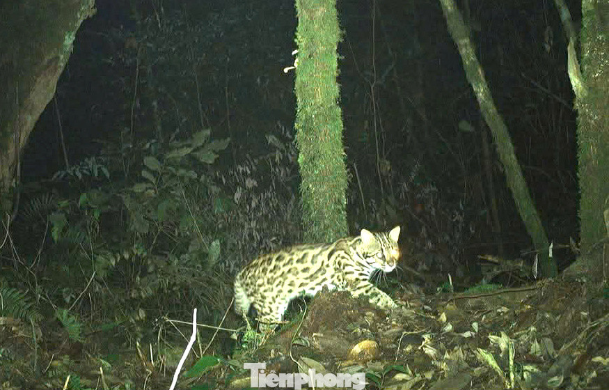 Trong đó, cơ quan chức năng phát hiện loài Mèo gấm (Pardofelis marmorata). Đây là loài sắp nguy cấp trên toàn cầu, có nguy cơ bị đe dọa ở Việt Nam vì môi trường sống bị thu hẹp và nạn săn bắt. Trong đó, cơ quan chức năng phát hiện loài Mèo gấm (Pardofelis marmorata). Đây là loài sắp nguy cấp trên toàn cầu, có nguy cơ bị đe dọa ở Việt Nam vì môi trường sống bị thu hẹp và nạn săn bắt.