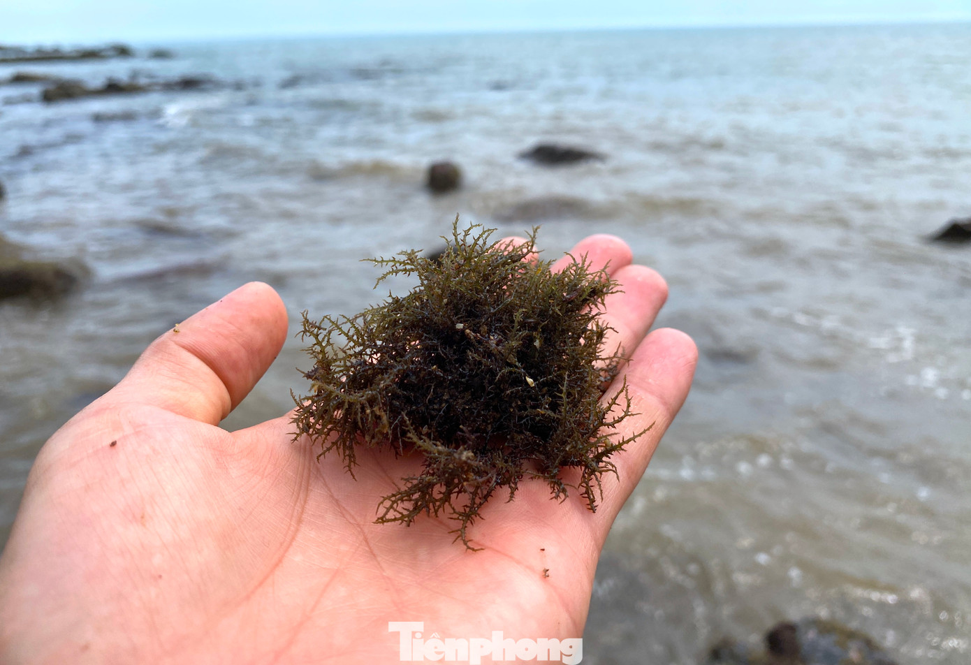 Loại rong biển thường được sử dụng làm nguyên liệu chế biến thực phẩm với giá trị dinh dưỡng cao. Sau khi thu hoạch về, người dân sẽ làm sạch, phơi khô và bán cho các thương lái. Loại rong biển thường được sử dụng làm nguyên liệu chế biến thực phẩm với giá trị dinh dưỡng cao. Sau khi thu hoạch về, người dân sẽ làm sạch, phơi khô và bán cho các thương lái.