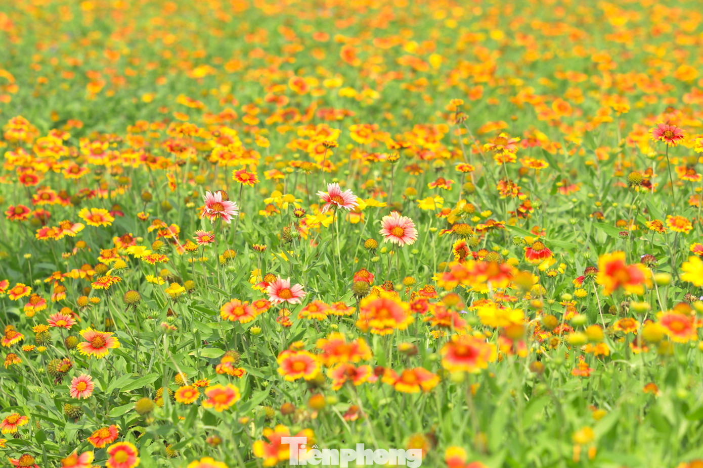 Không chỉ có màu vàng và đỏ cam, nhiều cây hoa còn có thêm màu hồng, vàng nhạt tạo nên vẻ đẹp độc lạ, đa dạng và hoang dã.