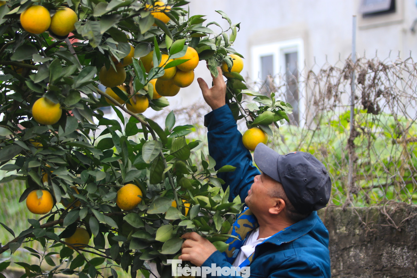 Bà Nguyễn Thị Thiết - cán bộ Nông nghiệp xã Nghi Diên cho biết, toàn xã hiện trồng khoảng 30ha cam Xã Đoài. Trong đó có 20ha ở 2 trang trại cam lớn, còn lại 10ha nằm rải rác trong các vườn nhà của 50 hộ dân. Năm nay cam bị rụng số lượng lớn nên sản lượng trên địa bàn xã giảm mạnh.