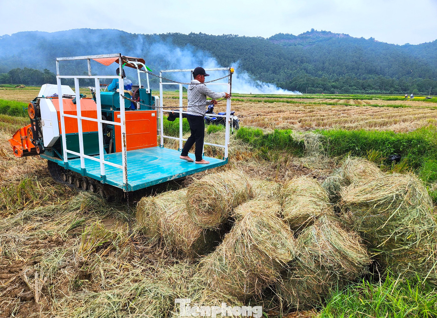 Sau khi quấn, những cuộn rơm khô được chất đống tại ruộng.