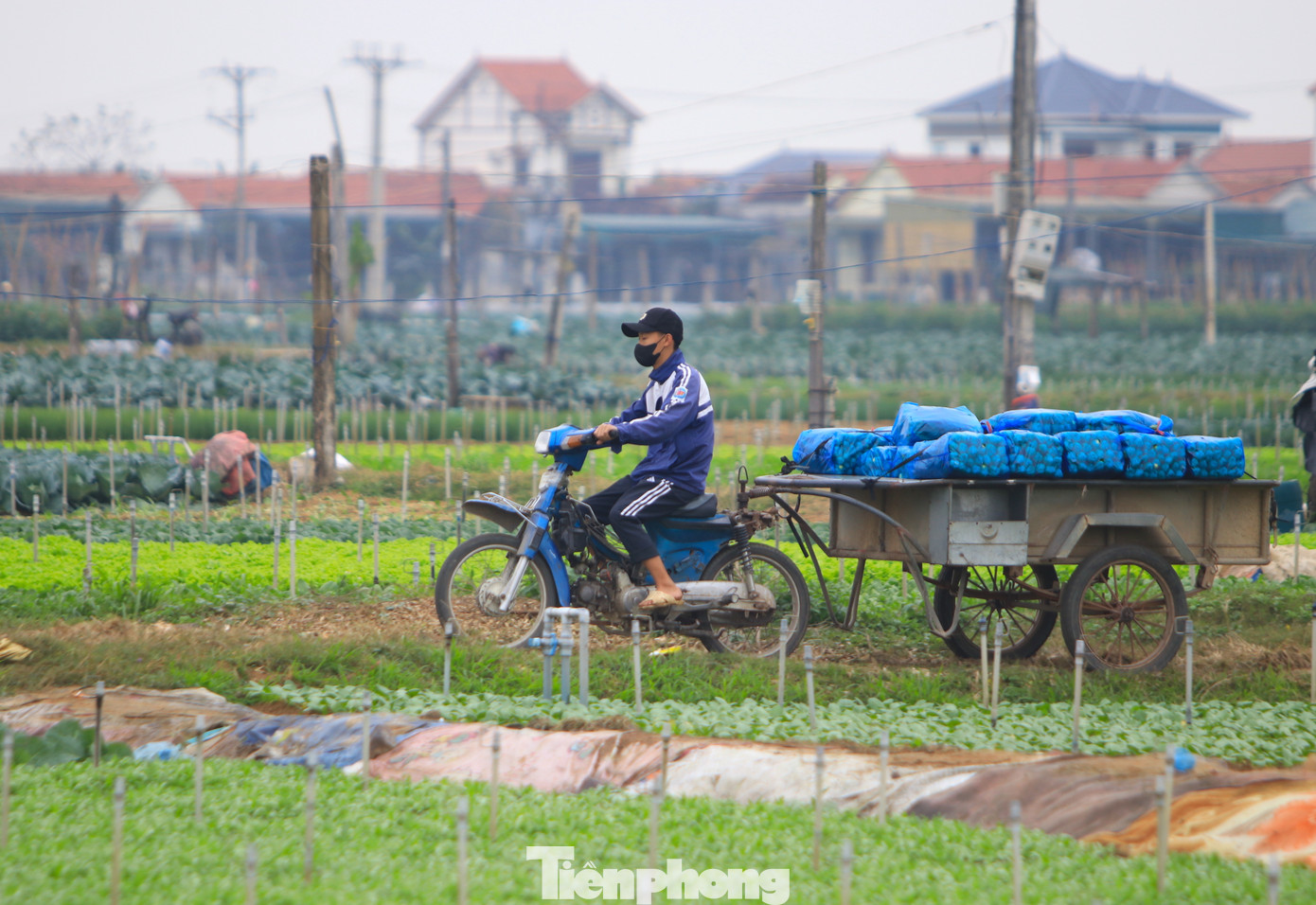 Những chiếc xe kéo liên tục vận chuyển rau từ ruộng đi về các kho để vận chuyển bán đi các thị trường trong và ngoài tỉnh.