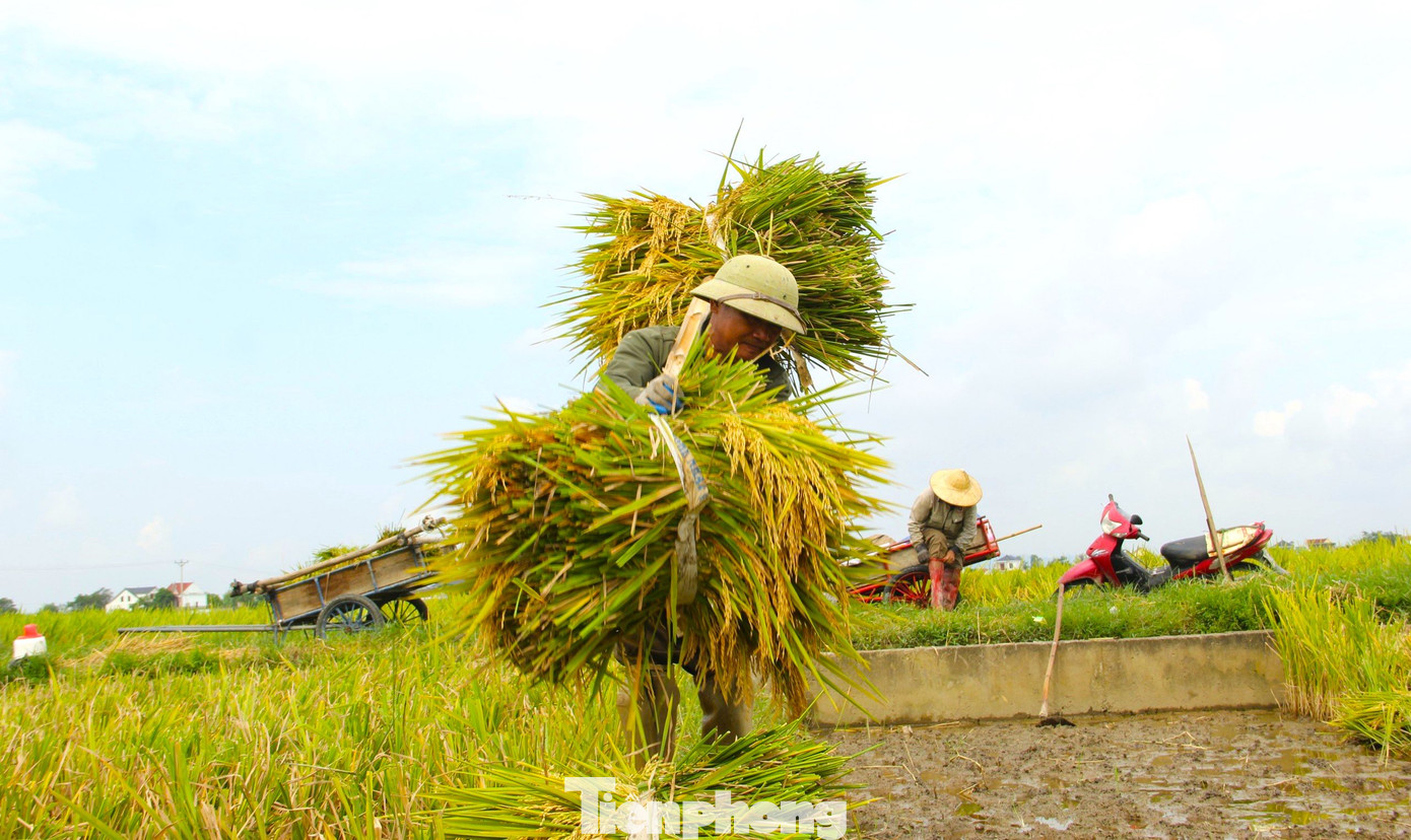 Tại Nghệ An, bắt đầu từ tháng 5 thường xuất hiện những cơn giông lốc. Để tránh việc lúa bị giông lốc xô đổ gây thiệt hại mất mùa, mỗi khi ruộng lúa chớm vàng, người dân lại tranh thủ ra đồng thu hoạch.