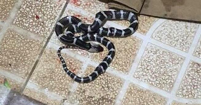 Ảnh minh họa rắn cạp nia cực độc. Ảnh minh họa rắn cạp nia cực độc.