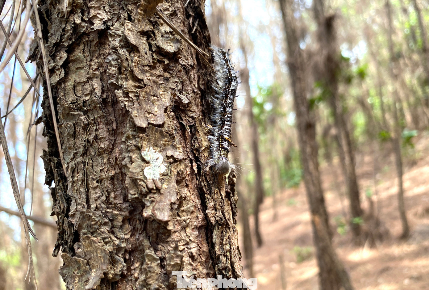 Khoảng 300ha rừng thông của các xã Nghi Yên, Nghi Tiến, Nghi Quang, Nghi Xá (huyện Nghi Lộc) bị sâu róm cắn phá nặng nề với mật độ 350-400 con sâu/1 cây thông.