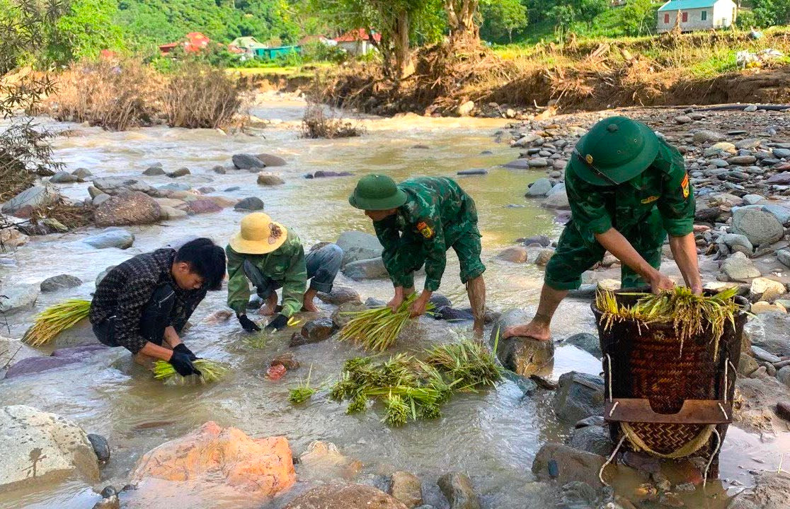 Nhiều diện tích lúa bị đất đá vùi lấp, các cán bộ chiến sĩ phải bới đất để thu hoạch lúa rồi mang ra suối để rửa. Nhiều diện tích lúa bị đất đá vùi lấp, các cán bộ chiến sĩ phải bới đất để thu hoạch lúa rồi mang ra suối để rửa.