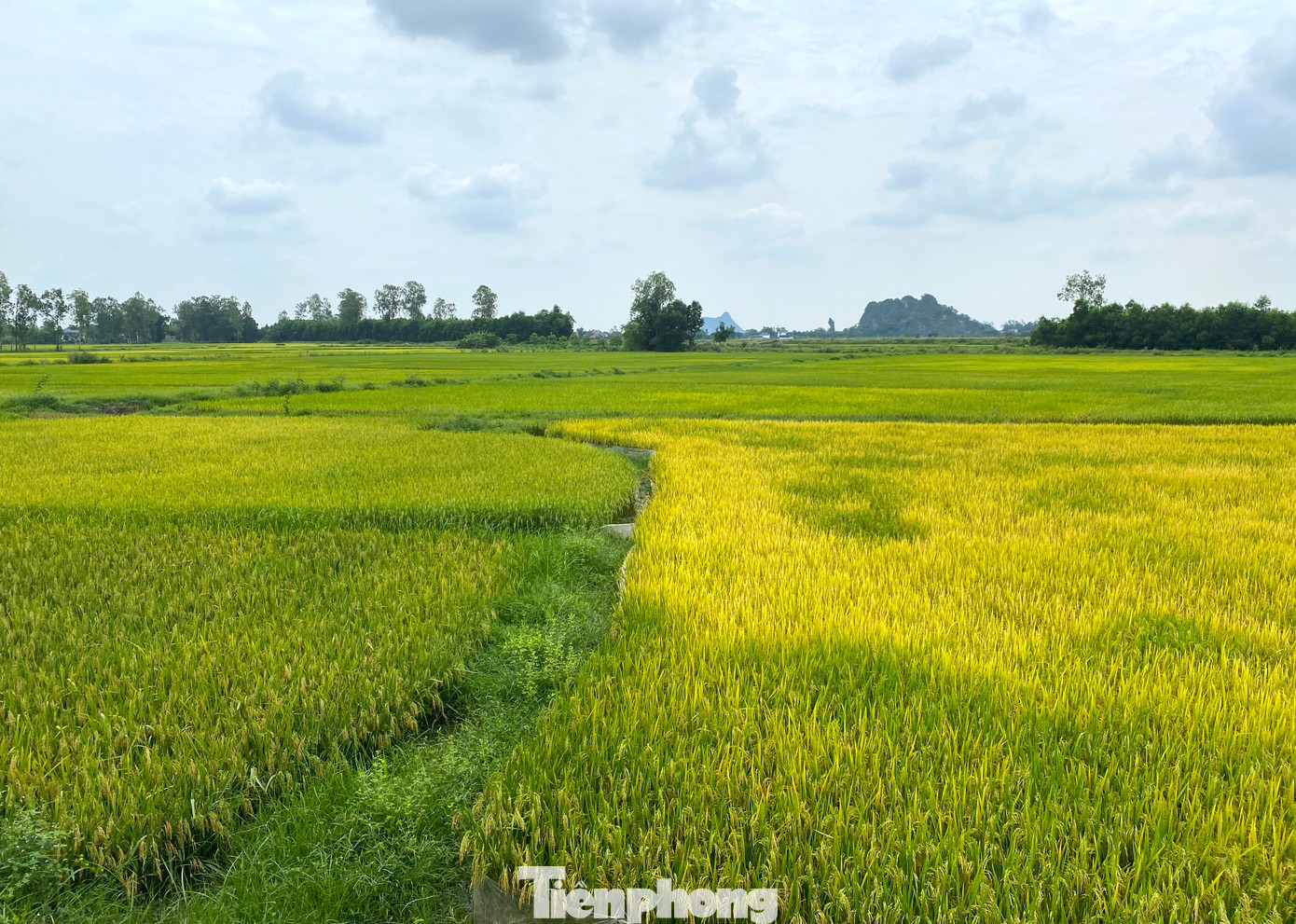 Nhiều đồng lúa rõ rệt 2 màu vàng xanh. "Những bông lúa xanh có chờ thêm cũng không thể chín. Mọi người thu hoạch mình cũng phải thu hoạch để kịp thời gian làm vụ mới. Coi như vụ này thất thu lớn", chị Trần Thị Trang (trú xã Viên Thành, Yên Thành) nói.