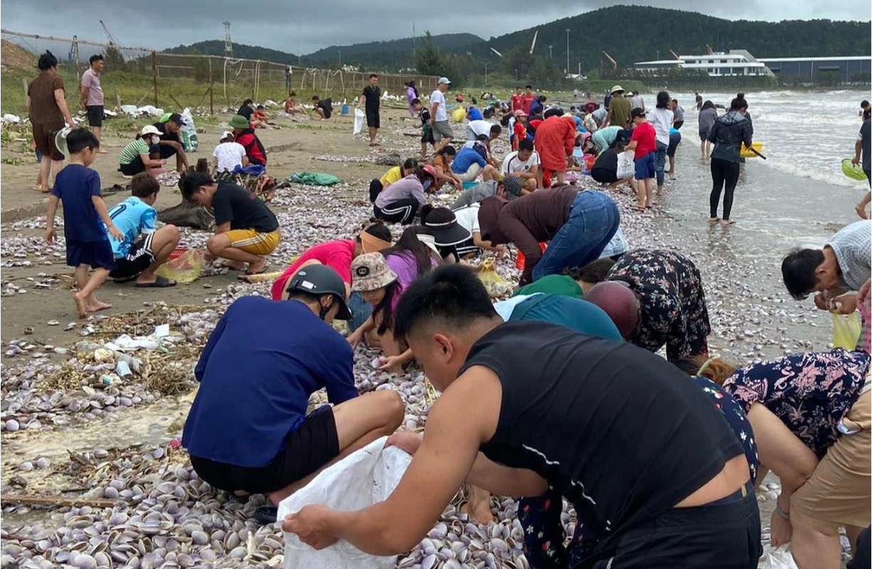Cả trăm người dân đổ xô ra bờ biển nhặt ngao về ăn. Cả trăm người dân đổ xô ra bờ biển nhặt ngao về ăn.
