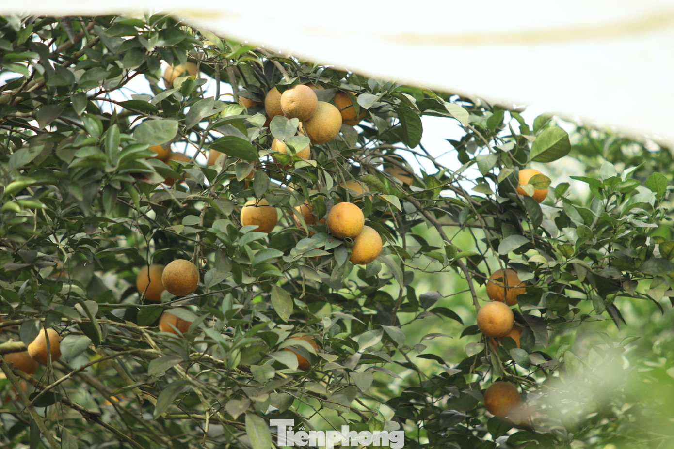 Anh Hiếu cho hay, màn lưới phủ cam rất hữu ích, giúp tránh ruồi vàng, sâu, bướm. Ngoài ra, nhờ lớp màn lưới có thể giúp cây tránh thời tiết quá nắng hoặc mưa quá nhiều, quá lạnh. Nhờ đó, giúp cây phát triển tốt, cho ra quả nhiều hơn, chất lượng cam ngon hơn. Anh Hiếu cho hay, màn lưới phủ cam rất hữu ích, giúp tránh ruồi vàng, sâu, bướm. Ngoài ra, nhờ lớp màn lưới có thể giúp cây tránh thời tiết quá nắng hoặc mưa quá nhiều, quá lạnh. Nhờ đó, giúp cây phát triển tốt, cho ra quả nhiều hơn, chất lượng cam ngon hơn.