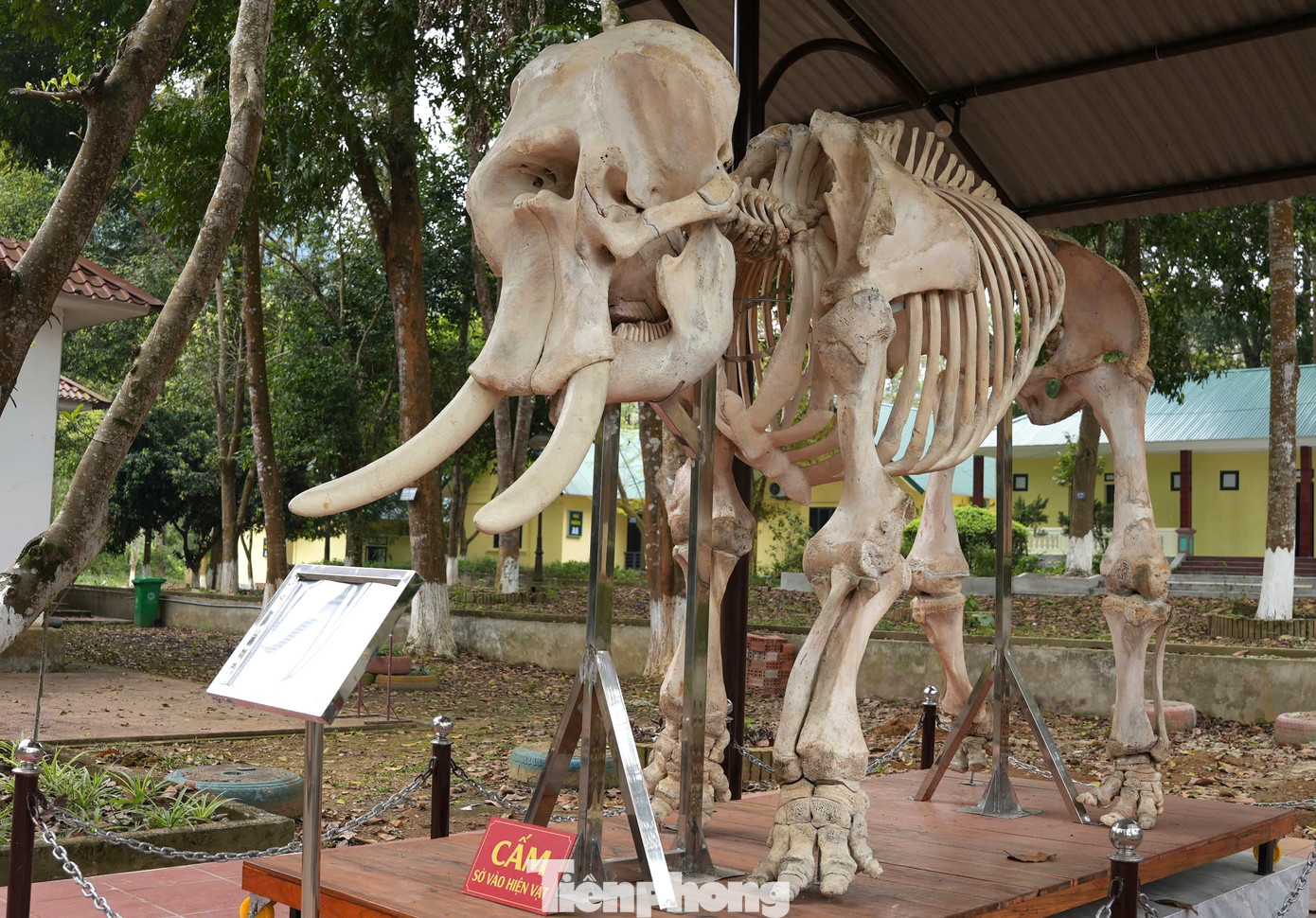 Sau khi phát hiện, Vườn quốc gia Pù Mát đã đề xuất các cơ quan chức năng xin được giữ lại bộ xương voi để làm tiêu bản trưng bày và nhận được sự đồng thuận. Sau khi phát hiện, Vườn quốc gia Pù Mát đã đề xuất các cơ quan chức năng xin được giữ lại bộ xương voi để làm tiêu bản trưng bày và nhận được sự đồng thuận.