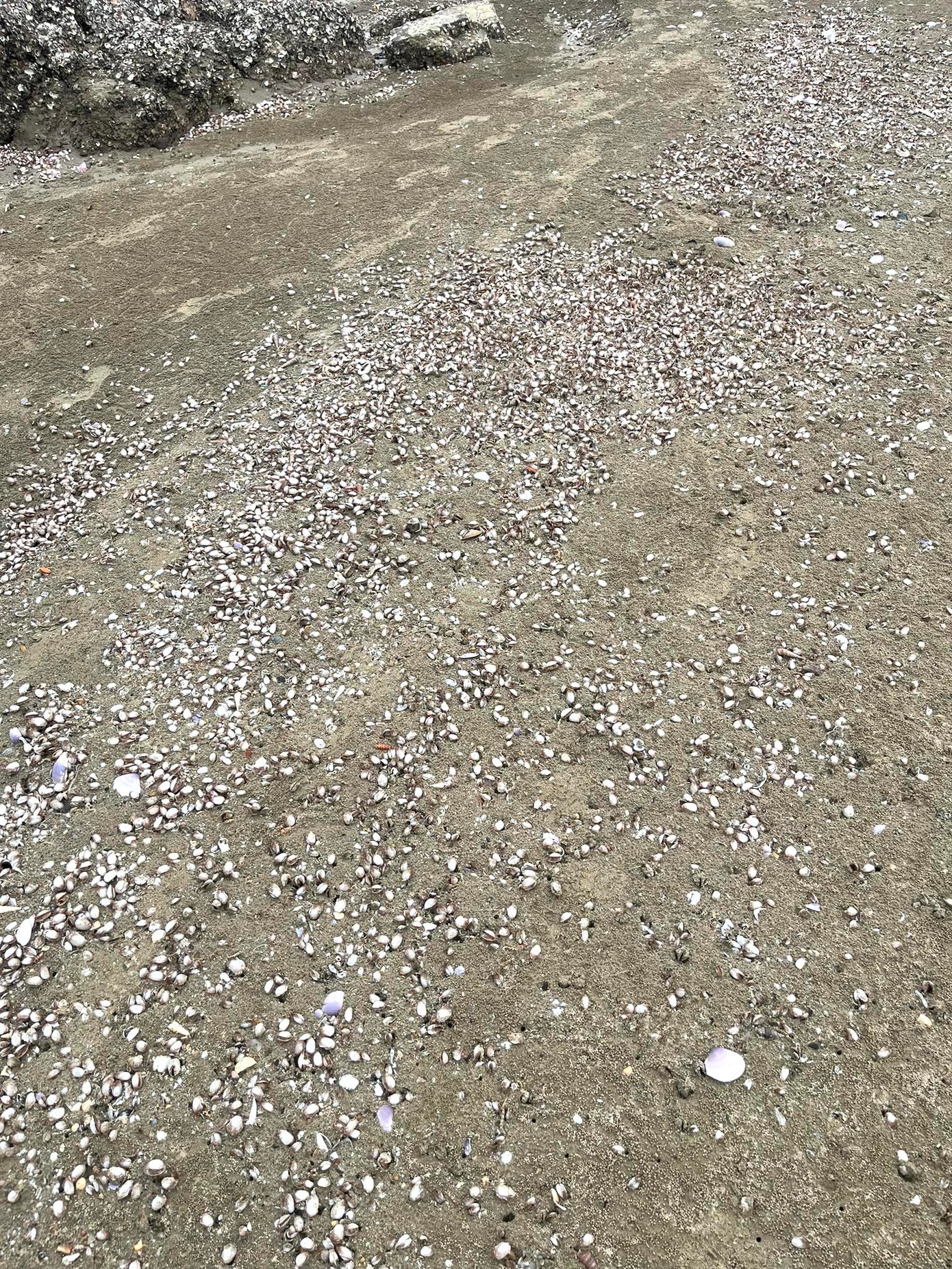 Có đoạn sò huyết dạt vào bờ trắng cả bãi cát biển. Có đoạn sò huyết dạt vào bờ trắng cả bãi cát biển.