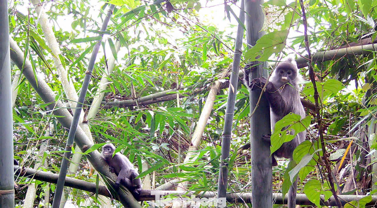 Khu BTTN Pù Hoạt rất đa dạng sinh học với 134 loài thú thuộc 82 giống, 31 họ và 12 bộ. Khu BTTN Pù Hoạt rất đa dạng sinh học với 134 loài thú thuộc 82 giống, 31 họ và 12 bộ.