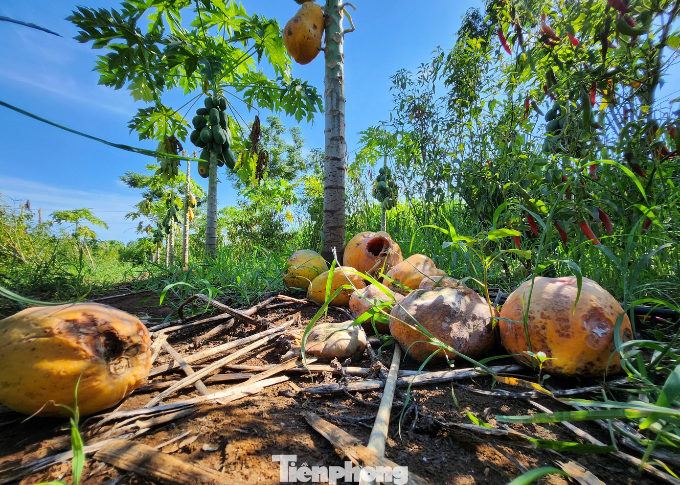 Anh Nguyễn Thế Dương (trú xóm Phú Tân, xã Tây Hiếu) - một trong 16 thành viên HTX nông nghiệp Tây Hiếu cho biết, anh đã đầu tư 175 triệu đồng để trồng 0,5 ha đu đủ. Ngoài tiền mua 1.000 cây giống của công ty, anh còn phải thuê nhân công cải tạo đất, lắp đặt hệ thống tưới nước tự động, dẫn phân để trồng đu đủ. “Cây phát triển nhanh, tốt, quả nhiều. Tính sơ bộ, vườn đu đủ của tôi đạt khoảng 80 tấn quả. Chưa kịp mừng vì có tiền thì công ty không thu mua khiến quả rụng đầy vườn", anh Dương tâm sự.