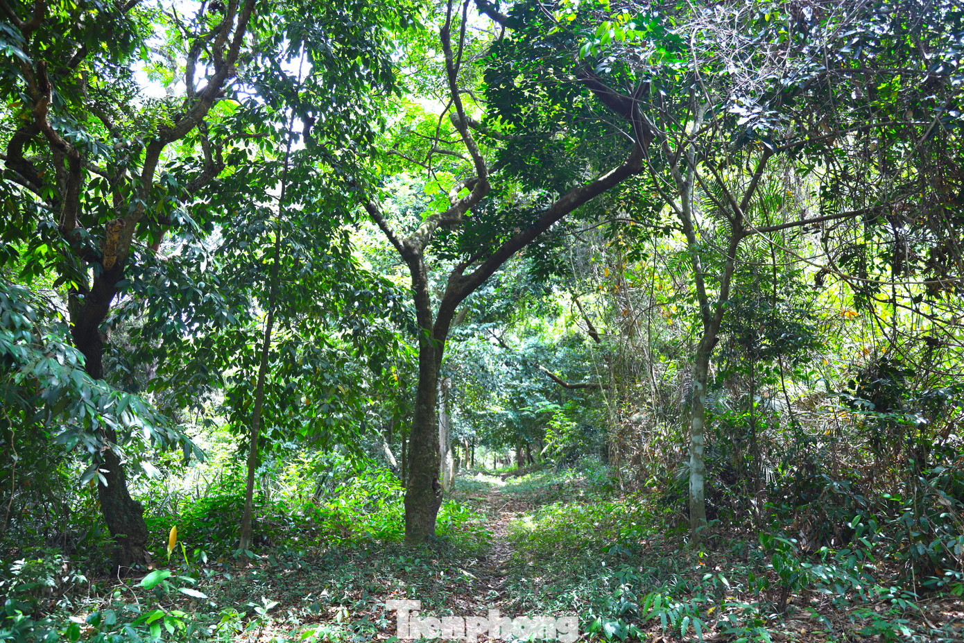 Bước vào khu rừng, bóng mát từ hàng nghìn cây xanh tạo ra không khí trong lành, giúp người dân như hòa mình vào thiên nhiên.