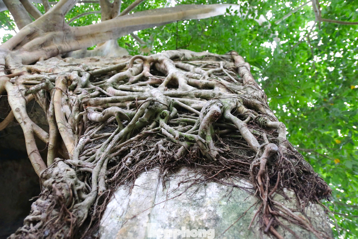 Rễ cây đa uốn lượn ôm trọn cánh cổng.