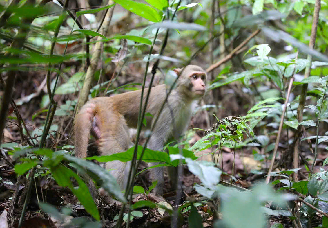 Những cá thể khỉ đều khỏe mạnh.