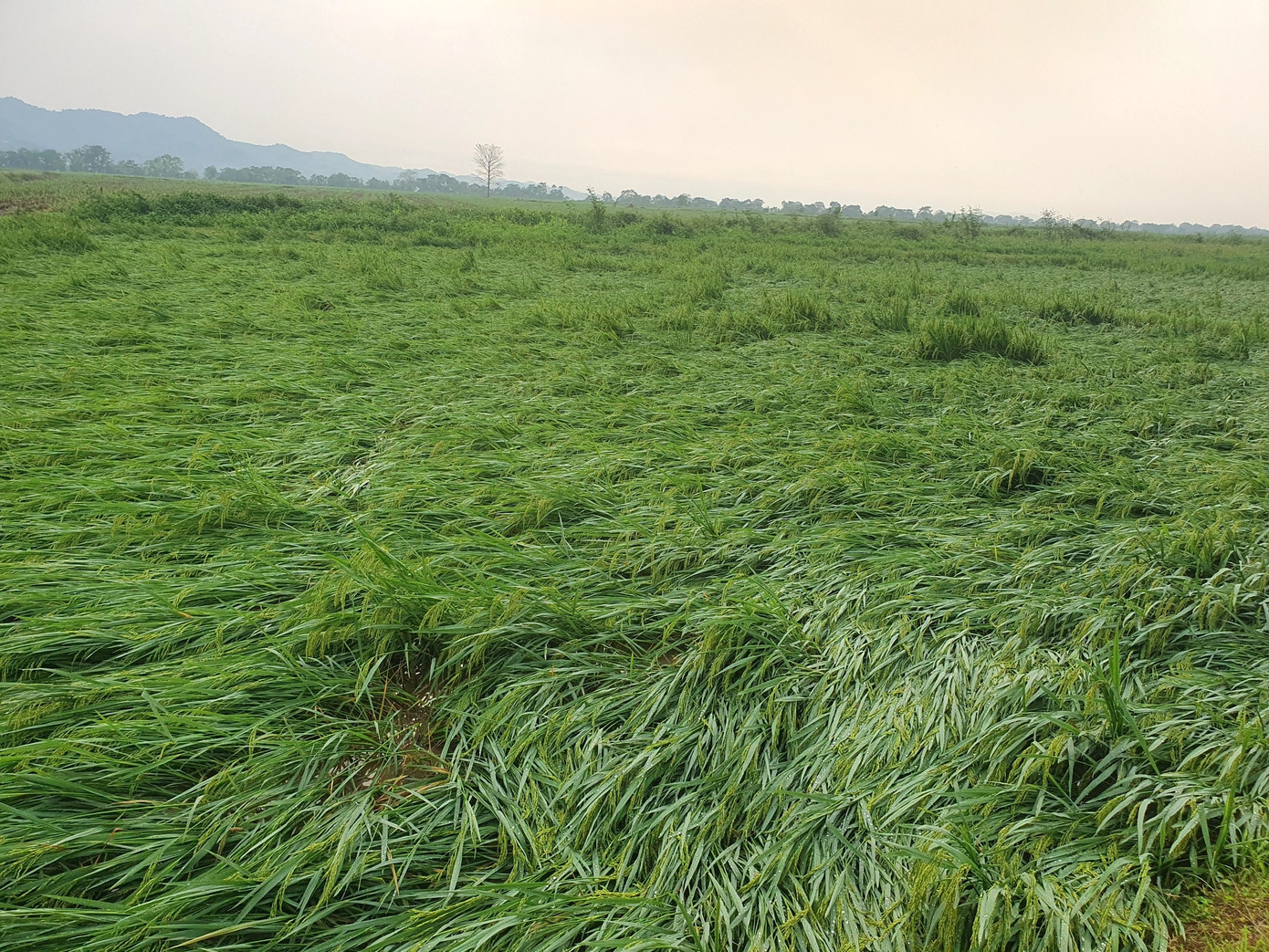 Ông Hoàng Xuân Cường - Phó Chủ tịch UBND huyện Anh Sơn (Nghệ An) cho biết, theo thống kê ban đầu, trận lốc xoáy xảy ra vào chiều 14/4 đã gây thiệt hại khoảng 35 tỷ đồng. Hiện chính quyền địa phương cùng người dân đang khắc phục hậu quả trận lốc xoáy để ổn định cuộc sống.