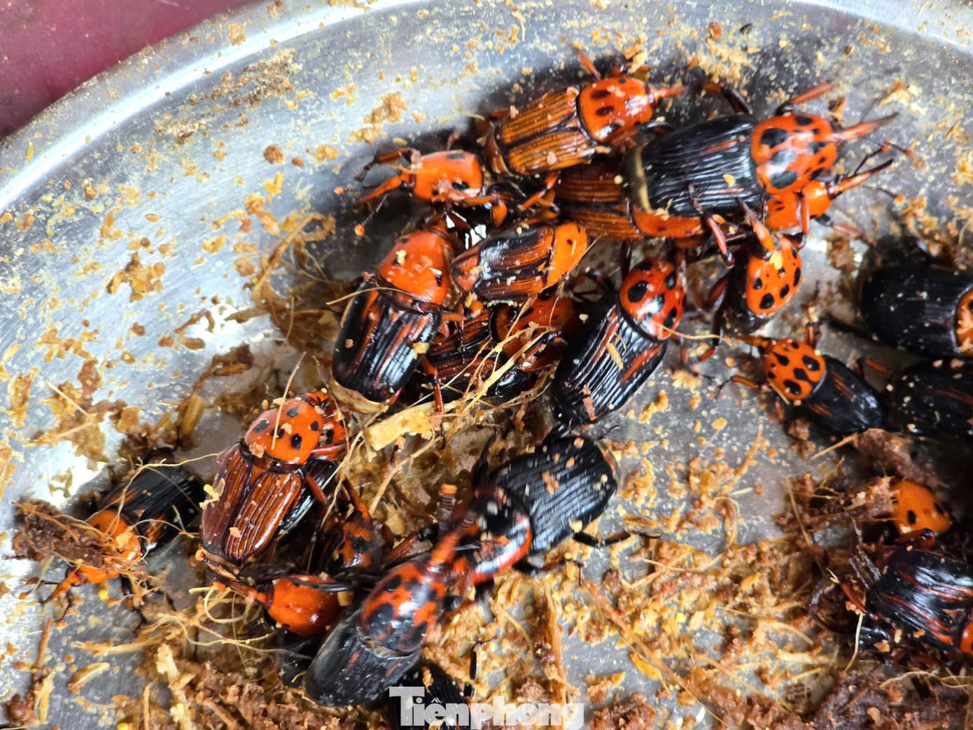 “Lúc đầu tôi bắt 40 con đuông cọ về nuôi lớn và chúng thành những con kiến vương. Tôi tiếp tục lấy những con kiến vương này làm giống để đẻ ra ấu trùng đuông cọ. Sau 1 tháng, tôi có gần 200 đôi giống kiến vương”, bà Cương tâm sự. “Lúc đầu tôi bắt 40 con đuông cọ về nuôi lớn và chúng thành những con kiến vương. Tôi tiếp tục lấy những con kiến vương này làm giống để đẻ ra ấu trùng đuông cọ. Sau 1 tháng, tôi có gần 200 đôi giống kiến vương”, bà Cương tâm sự.