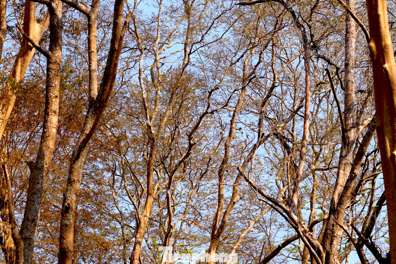 Những thân cây trụi lá đan xen chằng chịt tạo nên khung cảnh hoang sơ, mộc mạc. Những thân cây trụi lá đan xen chằng chịt tạo nên khung cảnh hoang sơ, mộc mạc.