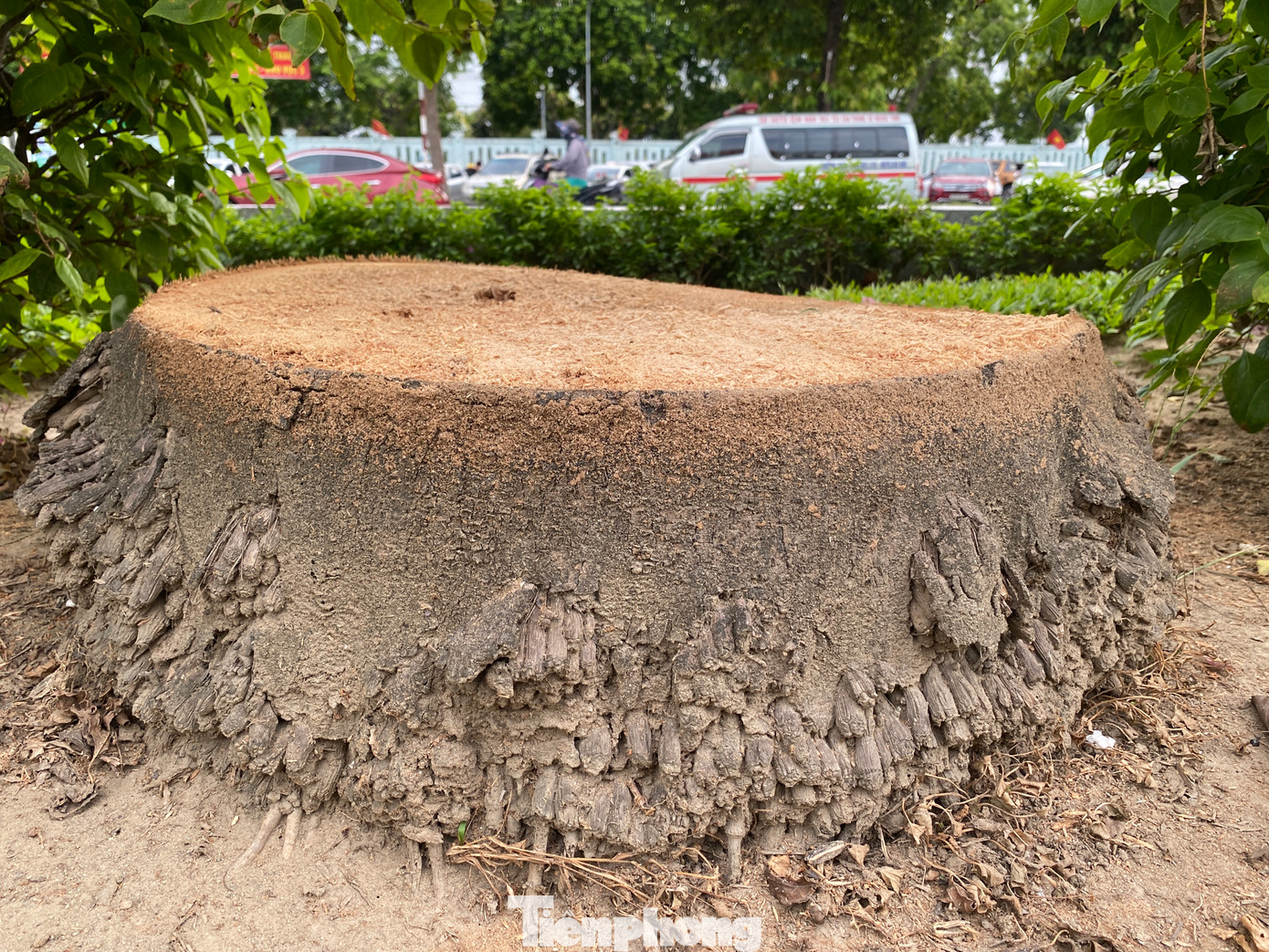 Theo thống kê, có ít nhất 221 cây cau vua đã bị cắt bỏ chỉ còn trơ trọi gốc. Theo thống kê, có ít nhất 221 cây cau vua đã bị cắt bỏ chỉ còn trơ trọi gốc.