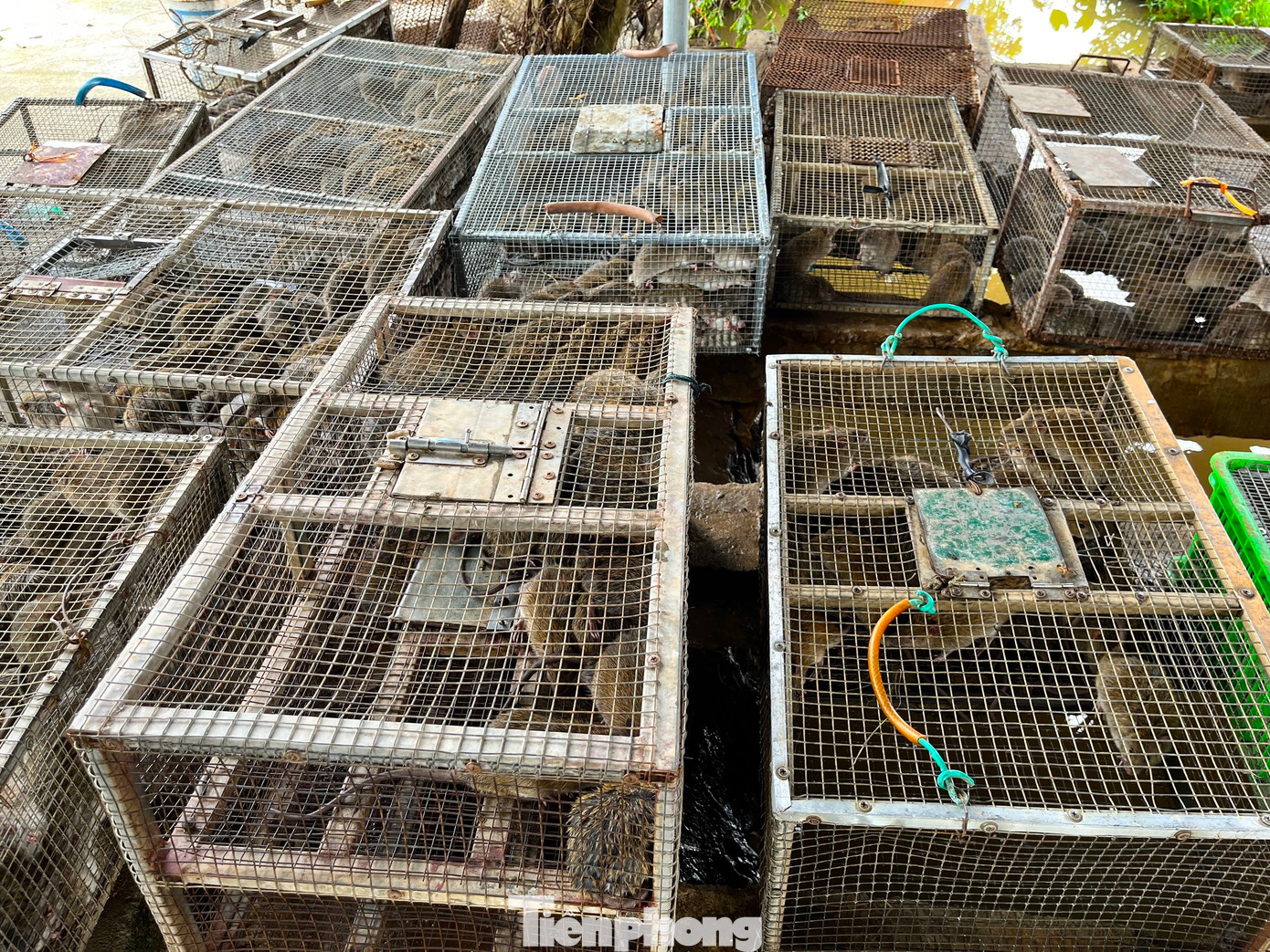 Ông Cung Đình Hoàn - Bí thư chi bộ làng Thọ Bằng (xã Đức Thành) thông tin, hiện ở làng này có khoảng 200 hộ dân sống bằng nghề săn chuột đồng. Ở làng còn có 2 cơ sở thu mua chuột đồng số lượng lớn, tiêu thụ hàng tấn chuột mỗi ngày. Nghề săn bắt chuột không chỉ góp phần bảo vệ mùa màng đồng ruộng mà còn giúp người dân trong làng có nguồn thu nhập ổn định.