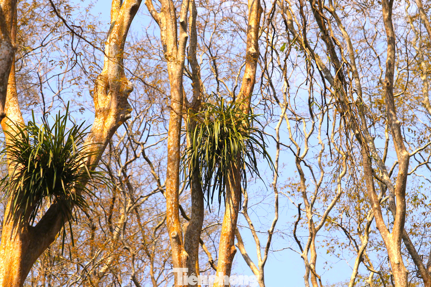 Trên các thân cây săng lẻ cổ thụ đều có những cây hoa lan, thực vật sống ký sinh. Trên các thân cây săng lẻ cổ thụ đều có những cây hoa lan, thực vật sống ký sinh.