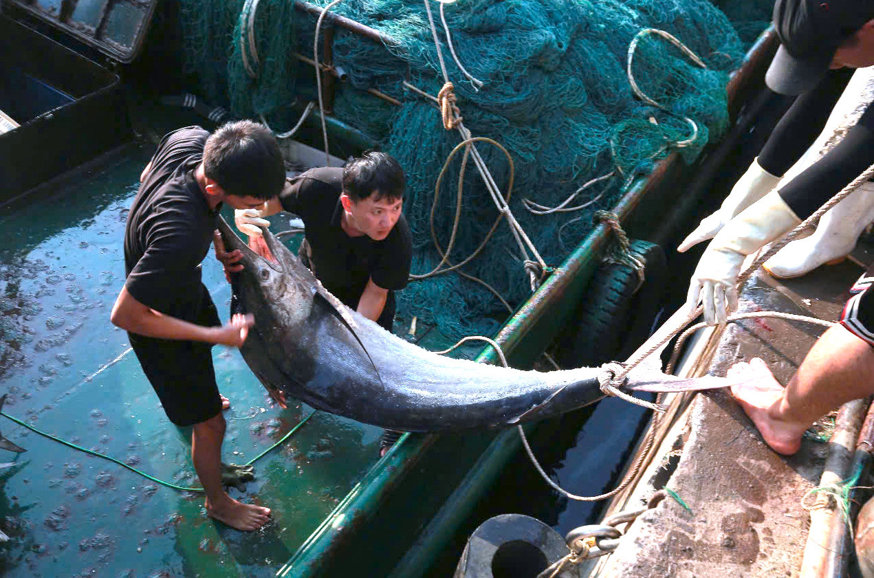 Sau 5 ngày ra khơi, tàu cá của ông Nguyễn Văn Phương (trú thị xã Hoàng Mai, Nghệ An) trúng đậm mẻ cá thu, cá kìm trị giá khoảng 700 triệu đồng. Sau 5 ngày ra khơi, tàu cá của ông Nguyễn Văn Phương (trú thị xã Hoàng Mai, Nghệ An) trúng đậm mẻ cá thu, cá kìm trị giá khoảng 700 triệu đồng.