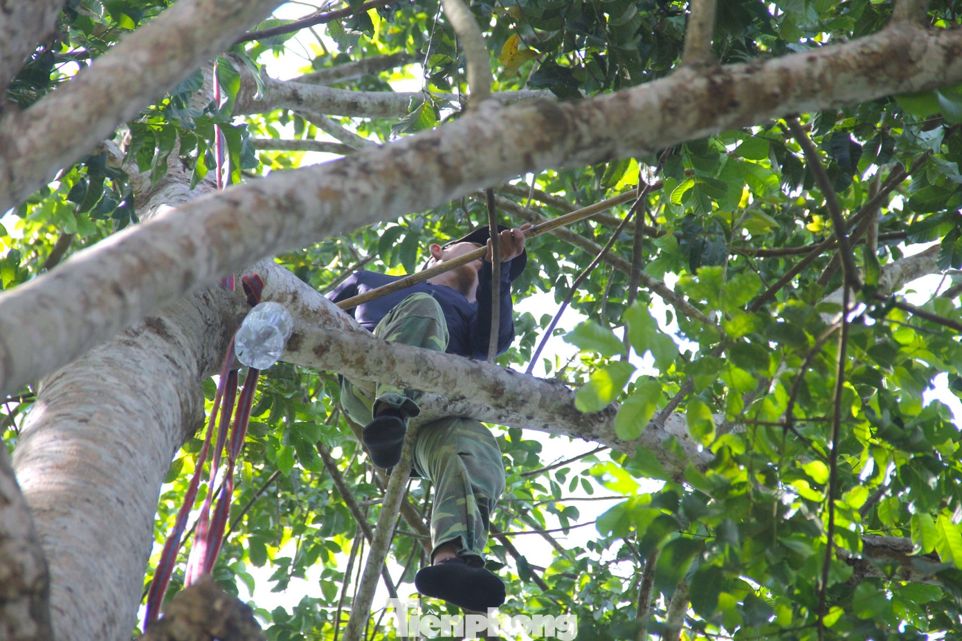 Cây trám cao cả chục mét nên người hái phải trèo lên. Ngồi trên các cành cây, người hái đưa ánh mắt nhìn những chùm quả chín rồi dùng cây sào tự chế để chọc cho quả rụng xuống phía dưới. Cây trám cao cả chục mét nên người hái phải trèo lên. Ngồi trên các cành cây, người hái đưa ánh mắt nhìn những chùm quả chín rồi dùng cây sào tự chế để chọc cho quả rụng xuống phía dưới.