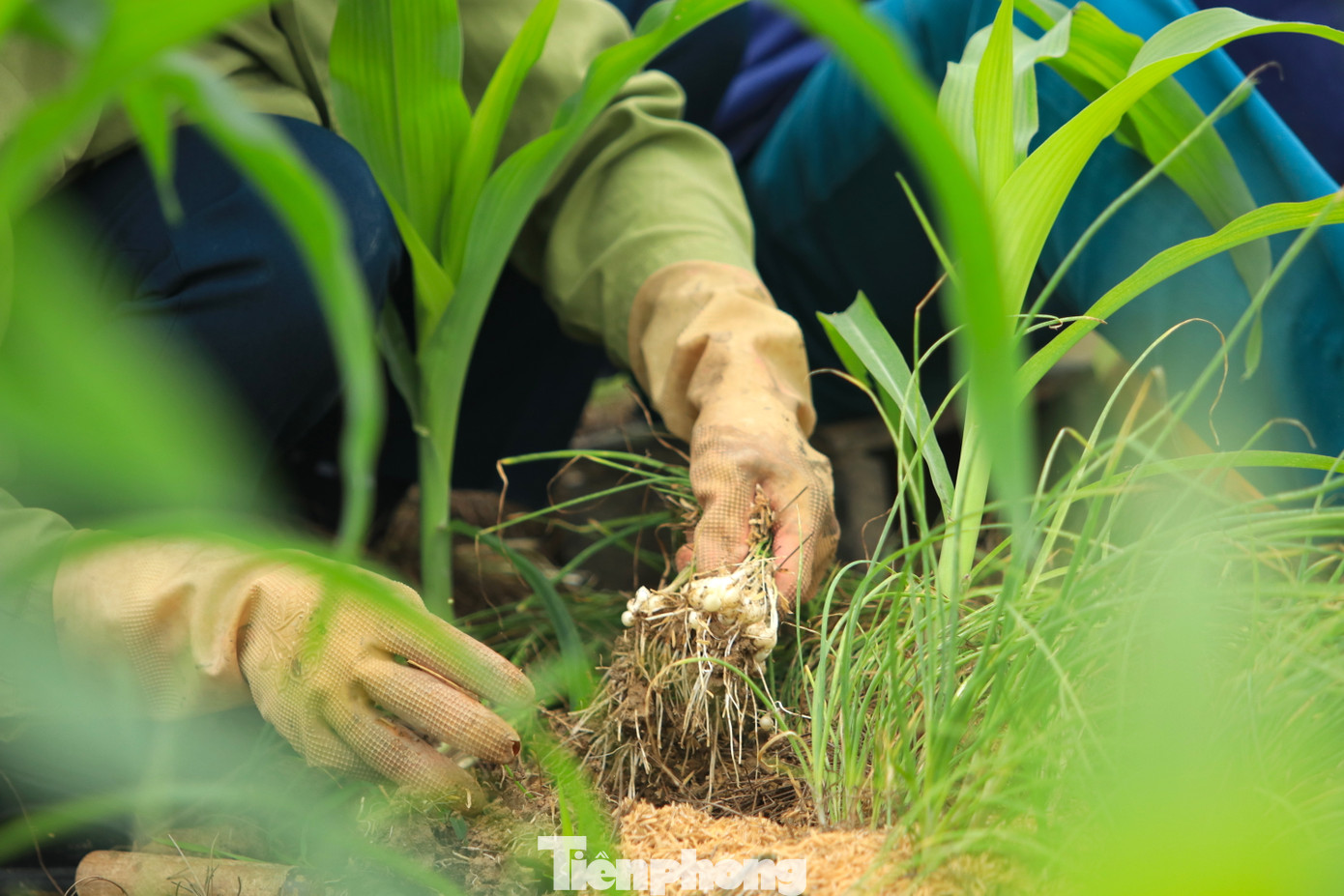 “Hành phải nhổ thủ công từng bụi hành rồi nhặt từng củ còn mắc kẹt ở dưới đất lên, khá mất thời gian. Mấy hôm nay, ngày nào vợ chồng tôi cũng dậy từ lúc 5h sáng ra ruộng thu hoạch đến tận trưa rồi chiều thu hoạch đến tối để kịp bán cho thương lái cho được giá”, anh Hồng nói.