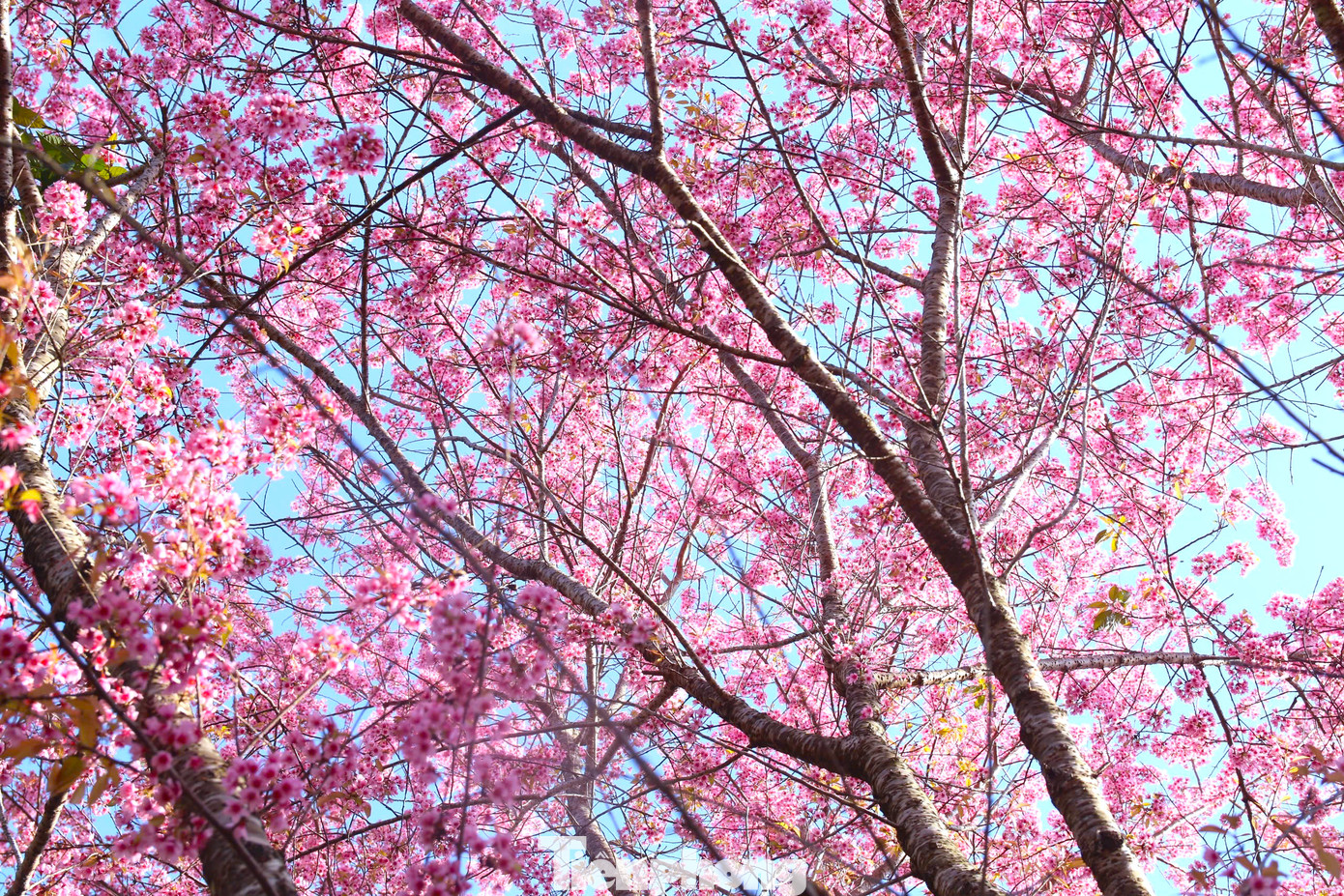 "Dịp cuối năm, mùa xuân về cũng là thời điểm hoa anh đào ở đây bung nở. Mọi người đi ngang qua trường đều nán lại ngắm, có người xin vào để chụp ảnh cùng hoa", một thầy giáo tại điểm trường ở bản Phà Nọi nói.