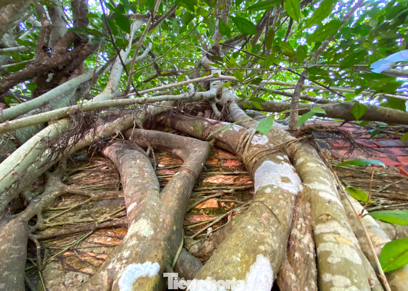 Bên ngoài, rễ cây chằng chịt như vô vàn những con rắn to nhỏ, ngắn dài ôm ấp, bao phủ am thờ.