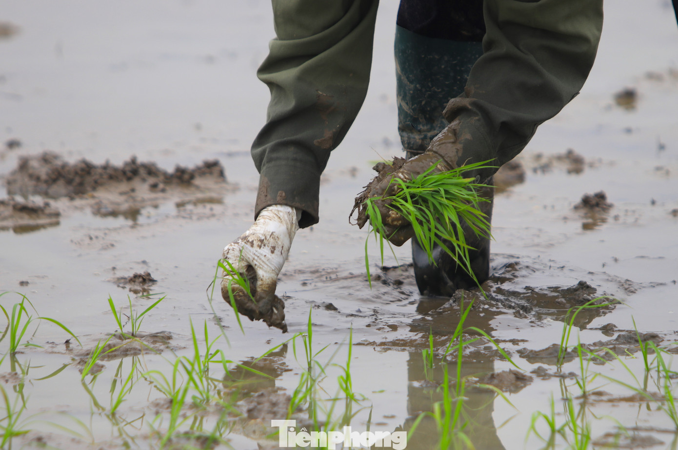 Người thợ một tay cầm bó mạ, 1 tay thoăn thoắt tách từng cây lúa rồi găm sâu xuống lớp bùn đất.