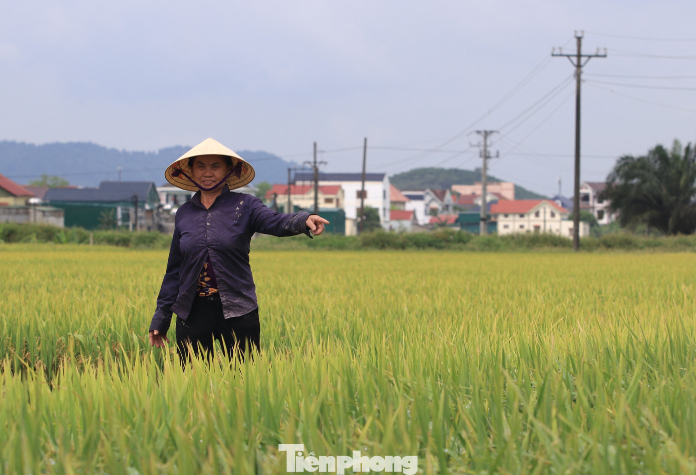 Gần 1 tuần qua, bà Đặng Thị Liệu (65 tuổi) trú xã Viên Thành, huyện Yên Thành) ra đồng thăm lúa thường xuyên nhưng lo lắng vì phần lớn lúa trong ruộng bị lép hạt. “Gia đình tôi làm 3 sào lúa thì đến nay mất khoảng 50% lúa lép hạt, không có hạt. Không hiểu do nguyên nhân gì, do thời tiết hay giống lúa”, bà Liệu nói và cho biết, vụ Xuân là vụ chính nên việc lúa không có hạt khiến gia đình bà thiệt hại lớn.
