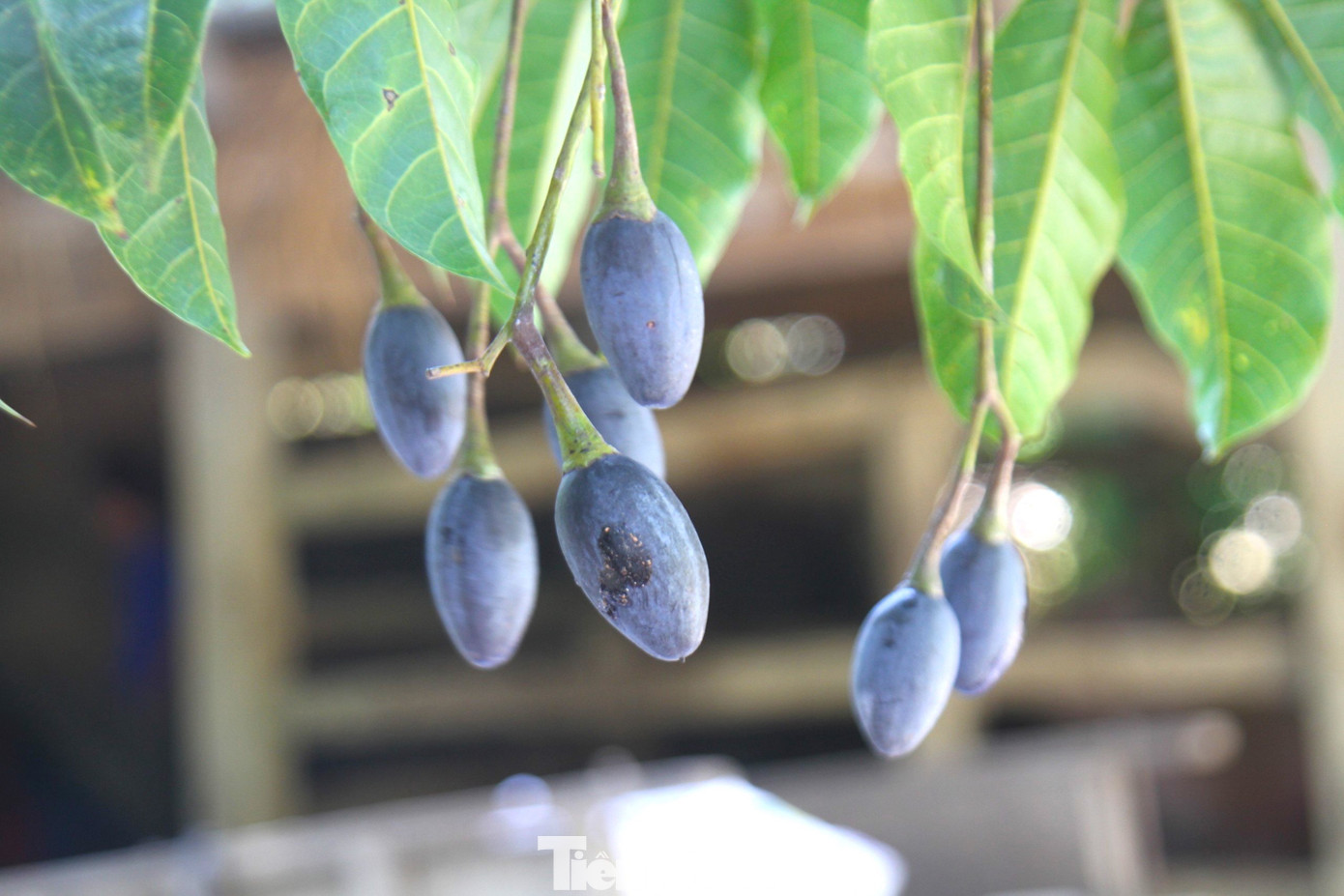 Sau khi mua, toàn bộ quả trên cây sẽ thuộc về thương lái. Đến khi mùa quả chín, nếu cây được mùa sai quả, năng suất cao thì thương lái trúng đậm. Nhưng gặp đợt mất mùa, quả kém thì thương lái lỗ nặng. “Mỗi thương lái thường bỏ ra vài ba trăm triệu đồng để đi tìm và đặt mua của nhiều cây của người dân. Đến mùa thu hoạch thì thuê người về hái bán”, thương lái Nguyễn Văn Hùng chia sẻ. Sau khi mua, toàn bộ quả trên cây sẽ thuộc về thương lái. Đến khi mùa quả chín, nếu cây được mùa sai quả, năng suất cao thì thương lái trúng đậm. Nhưng gặp đợt mất mùa, quả kém thì thương lái lỗ nặng. “Mỗi thương lái thường bỏ ra vài ba trăm triệu đồng để đi tìm và đặt mua của nhiều cây của người dân. Đến mùa thu hoạch thì thuê người về hái bán”, thương lái Nguyễn Văn Hùng chia sẻ.