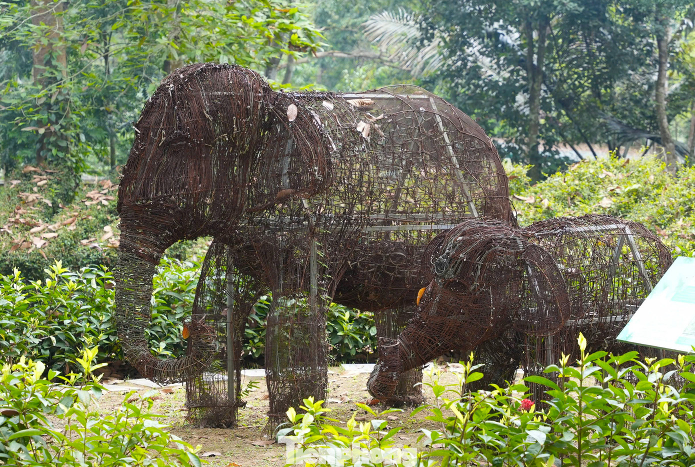 Ngoài cặp voi độc đáo này, Vườn quốc gia Pù Mát cũng đang trưng bày cặp mẹ con voi được kết lại từ hơn 15.000 chiếc bẫy thú của lực lượng chức năng tháo dỡ trong quá trình tuần tra rừng. Cặp voi độc đáo này mang đến một thông điệp mạnh mẽ về sự nguy hiểm của bẫy thú rừng và tuyên truyền mọi người không sử dụng bẫy săn bắt động vật hoang dã. Ngoài cặp voi độc đáo này, Vườn quốc gia Pù Mát cũng đang trưng bày cặp mẹ con voi được kết lại từ hơn 15.000 chiếc bẫy thú của lực lượng chức năng tháo dỡ trong quá trình tuần tra rừng. Cặp voi độc đáo này mang đến một thông điệp mạnh mẽ về sự nguy hiểm của bẫy thú rừng và tuyên truyền mọi người không sử dụng bẫy săn bắt động vật hoang dã.