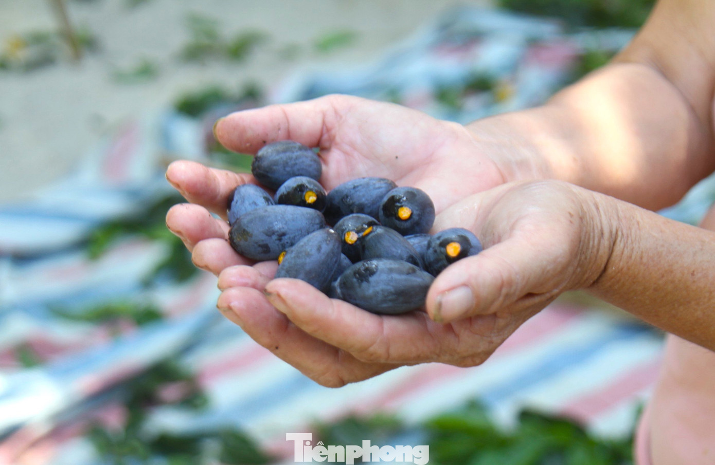 Quả trám có hình thoi, khi chín có màu tím đen, ruột màu vàng, hạt cứng nhọn hai đầu, nhân hạt trắng ngần. Quả trám được chế biến thành nhiều món ăn dân dã nhưng đắt đỏ như: Trám kho thịt lợn, trám muối, xôi trám. Đầu mùa giá trám lên đến 140.000 đồng/1kg. Hiện giá quả trám dao động khoảng 90.000 - 100.000 đồng/1kg. Quả trám có hình thoi, khi chín có màu tím đen, ruột màu vàng, hạt cứng nhọn hai đầu, nhân hạt trắng ngần. Quả trám được chế biến thành nhiều món ăn dân dã nhưng đắt đỏ như: Trám kho thịt lợn, trám muối, xôi trám. Đầu mùa giá trám lên đến 140.000 đồng/1kg. Hiện giá quả trám dao động khoảng 90.000 - 100.000 đồng/1kg.