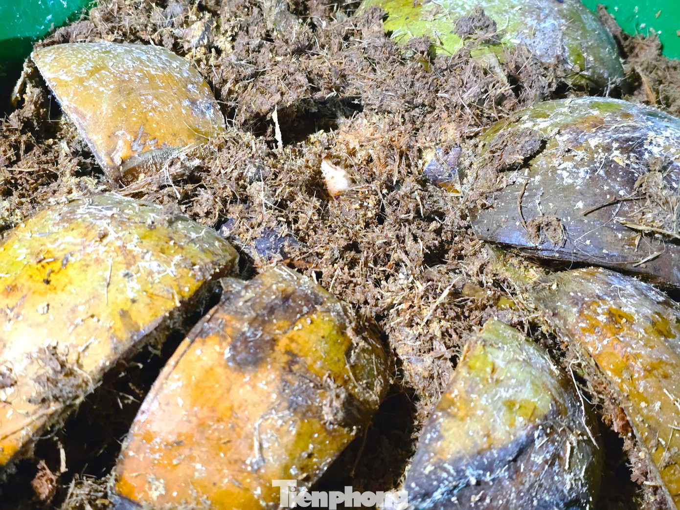 Bà Cương cho hay, đuông cọ là loại côn trùng dễ nuôi, dễ chăm sóc. Thức ăn của đuông cọ là những phụ phẩm nông nghiệp dễ kiếm như vỏ dừa, cây mía, củ sắn tươi, quả chuối xanh hoặc bột ngô, cám gạo. Trong đó vỏ quả dừa chiếm phần lớn. “Thức ăn dễ kiếm. Vỏ dừa thì tôi đi xin ở các quán bán nước. Củ sắn, quả chuối, cây mía, cám ngô, cám gạo đều có sẵn trong vùng … Công đoạn chăm sóc cũng không quá phức tạp”, bà Cương nói. Bà Cương cho hay, đuông cọ là loại côn trùng dễ nuôi, dễ chăm sóc. Thức ăn của đuông cọ là những phụ phẩm nông nghiệp dễ kiếm như vỏ dừa, cây mía, củ sắn tươi, quả chuối xanh hoặc bột ngô, cám gạo. Trong đó vỏ quả dừa chiếm phần lớn. “Thức ăn dễ kiếm. Vỏ dừa thì tôi đi xin ở các quán bán nước. Củ sắn, quả chuối, cây mía, cám ngô, cám gạo đều có sẵn trong vùng … Công đoạn chăm sóc cũng không quá phức tạp”, bà Cương nói.