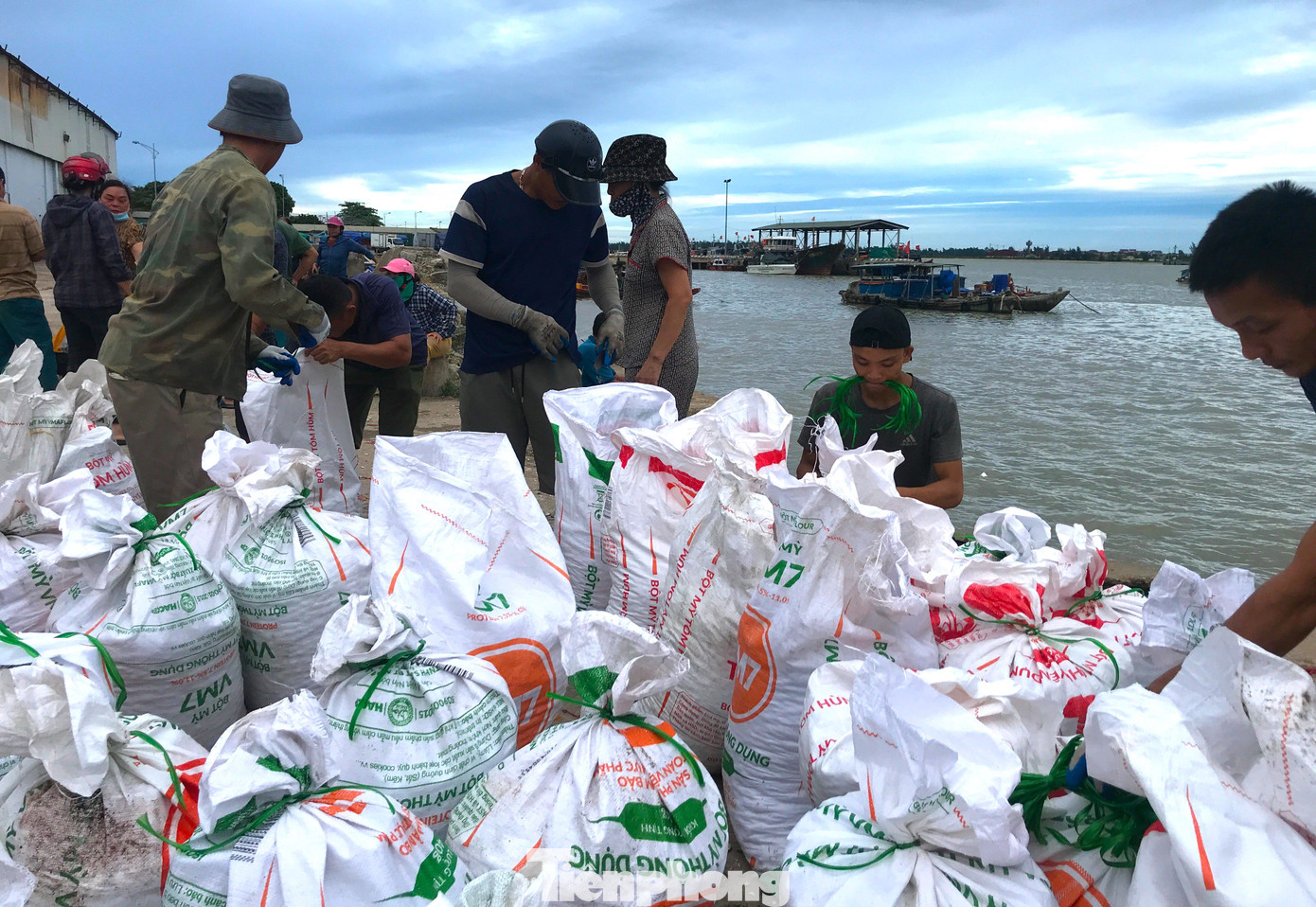 Những thương lái cẩn thận kiểm tra, đóng gói kỹ càng trước khi cho vận chuyển lên xe đông lạnh. Theo các thương lái, loại hải sản này được họ thu mua về rồi vận chuyển vào các tỉnh phía Nam để xay làm thức ăn nuôi tôm hùm. Những thương lái cẩn thận kiểm tra, đóng gói kỹ càng trước khi cho vận chuyển lên xe đông lạnh. Theo các thương lái, loại hải sản này được họ thu mua về rồi vận chuyển vào các tỉnh phía Nam để xay làm thức ăn nuôi tôm hùm.