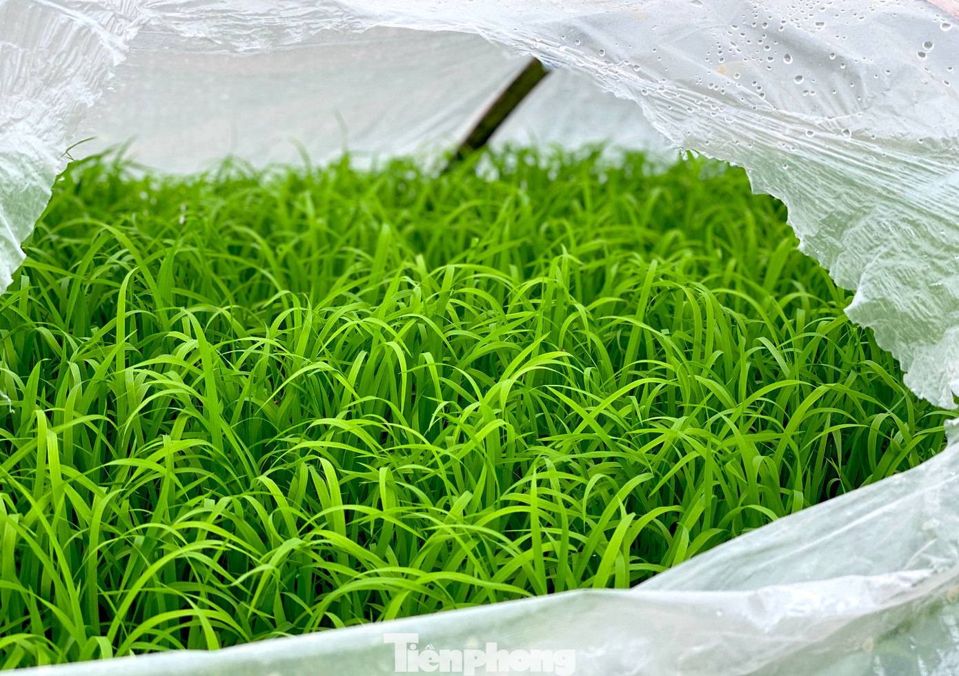 Thông thường mạ (lúa non) được chủ gieo ngay tại ruộng để người thợ có thể tiện lấy. Nếu ở xa, người chủ sẽ nhổ mạ, buộc thành từng bó rồi đưa đến ruộng cho người thợ cấy.