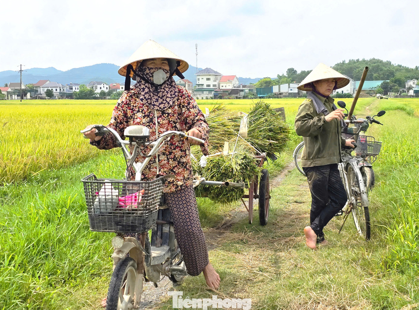 Ông Lê Văn Hồng - Trưởng phòng Nông nghiệp môi trường huyện Yên Thành - cho biết, toàn huyện có khoảng 150ha lúa vụ Xuân bị thiệt hại nặng do lép hạt, thoái hóa đầu bông. Huyện đã thành lập 2 đoàn về các xã kiểm tra, đánh giá nhằm làm rõ nguyên nhân để có biện pháp và cảnh báo người dân trong những vụ lúa mới. “Sâu bệnh năm nay hầu như không có. Tuy nhiên, người dân một số nơi gieo cấy sớm hơn chu kỳ 10-15 ngày. Khi lúa trổ bông thì gặp mưa nên bông không thoát ra được”, ông Hồng nói và cho biết, cũng cần phải rà soát lại giống nơi người dân chọn mua.