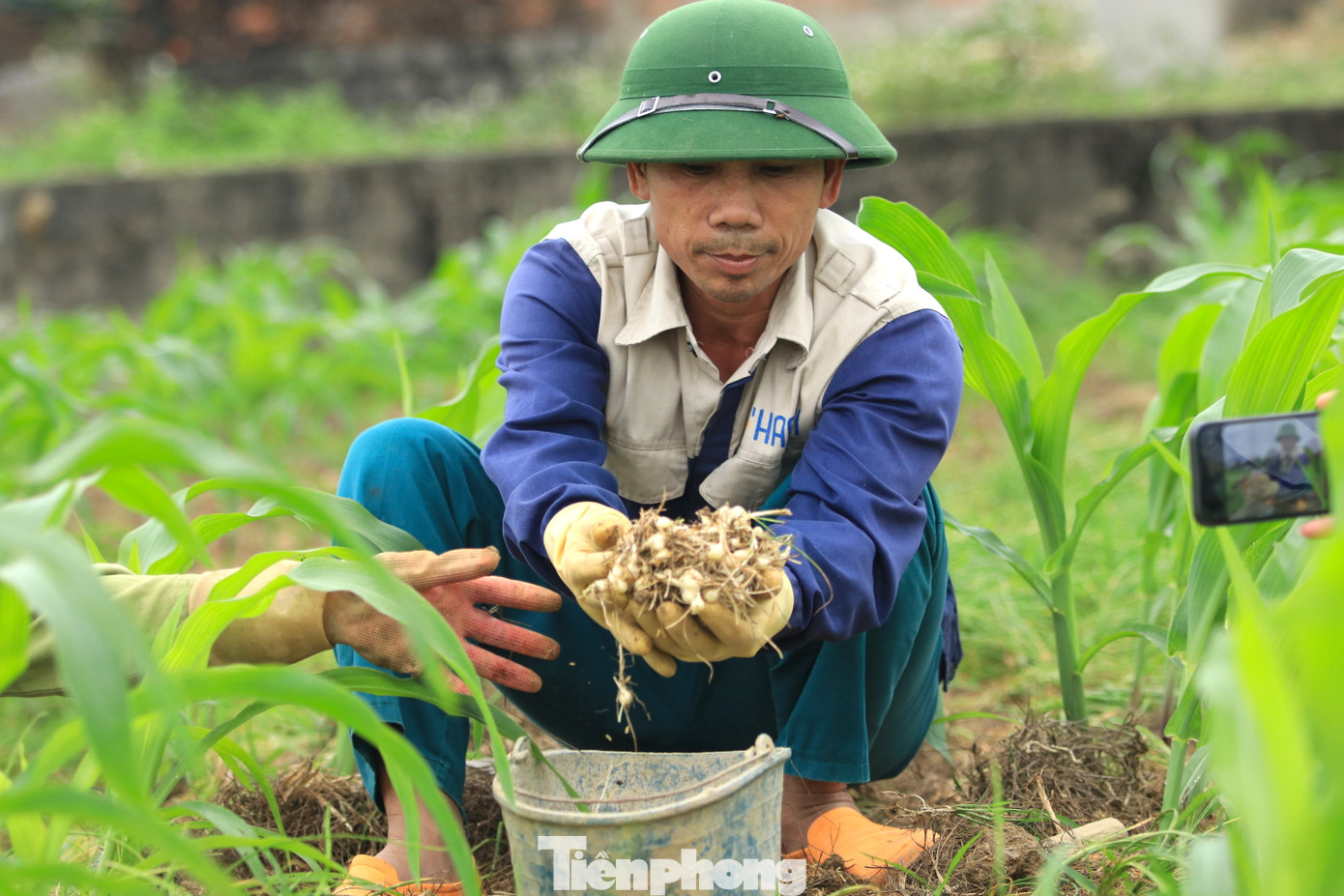 Theo anh Hồng, sở dĩ hành tăm có giá rất cao là do thời điểm hiện tại chỉ mới đầu vụ mùa. Chỉ một số ít gia đình có hành tăm thu hoạch được nên số lượng ít dẫn đến giá thu mua hành tăm cao. Khi người dân thu hoạch đại trà, lượng hành tăm cung cấp ra thị trường lớn nên giá sẽ giảm. Có khi giá giảm chỉ còn từ 20-30 nghìn đồng/1kg.