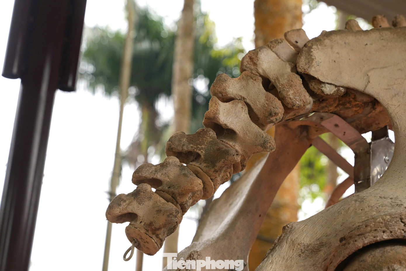 Tiêu bản xương voi này được sắp xếp lại một cách chính xác theo đúng cấu trúc từ xương sườn đến xương đuôi. Tiêu bản xương voi này được sắp xếp lại một cách chính xác theo đúng cấu trúc từ xương sườn đến xương đuôi.