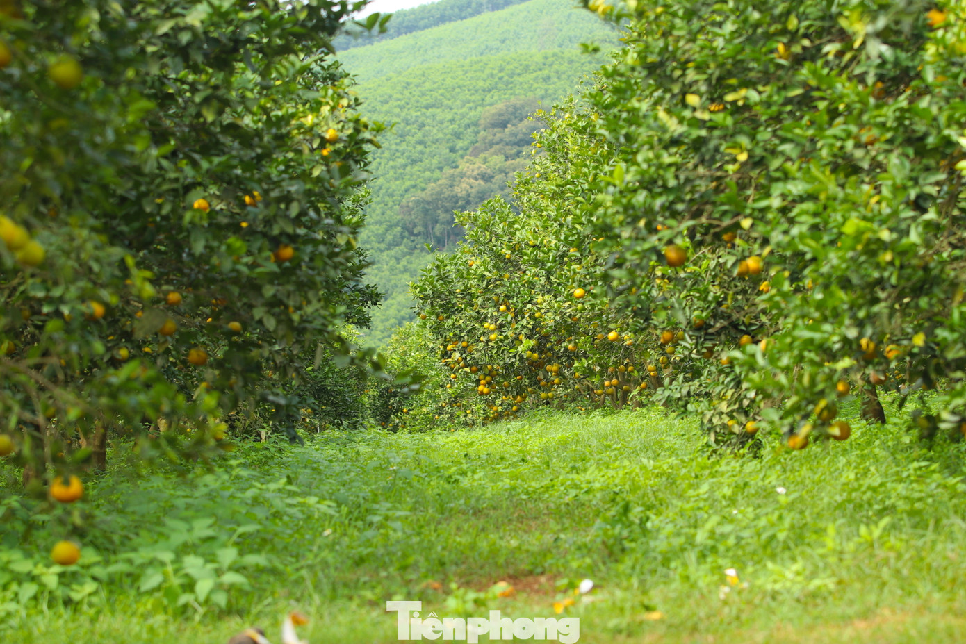 Ông Biên cho hay, gia đình ông bắt đầu trồng cam thử nghiệm từ năm 2014, hiện nay đã được 10 năm trồng. Cam trồng đến năm thứ 4 cho thu hoạch quả. Những cây giống tốt, khỏe có thể cho thu hoạch đến 20 năm.