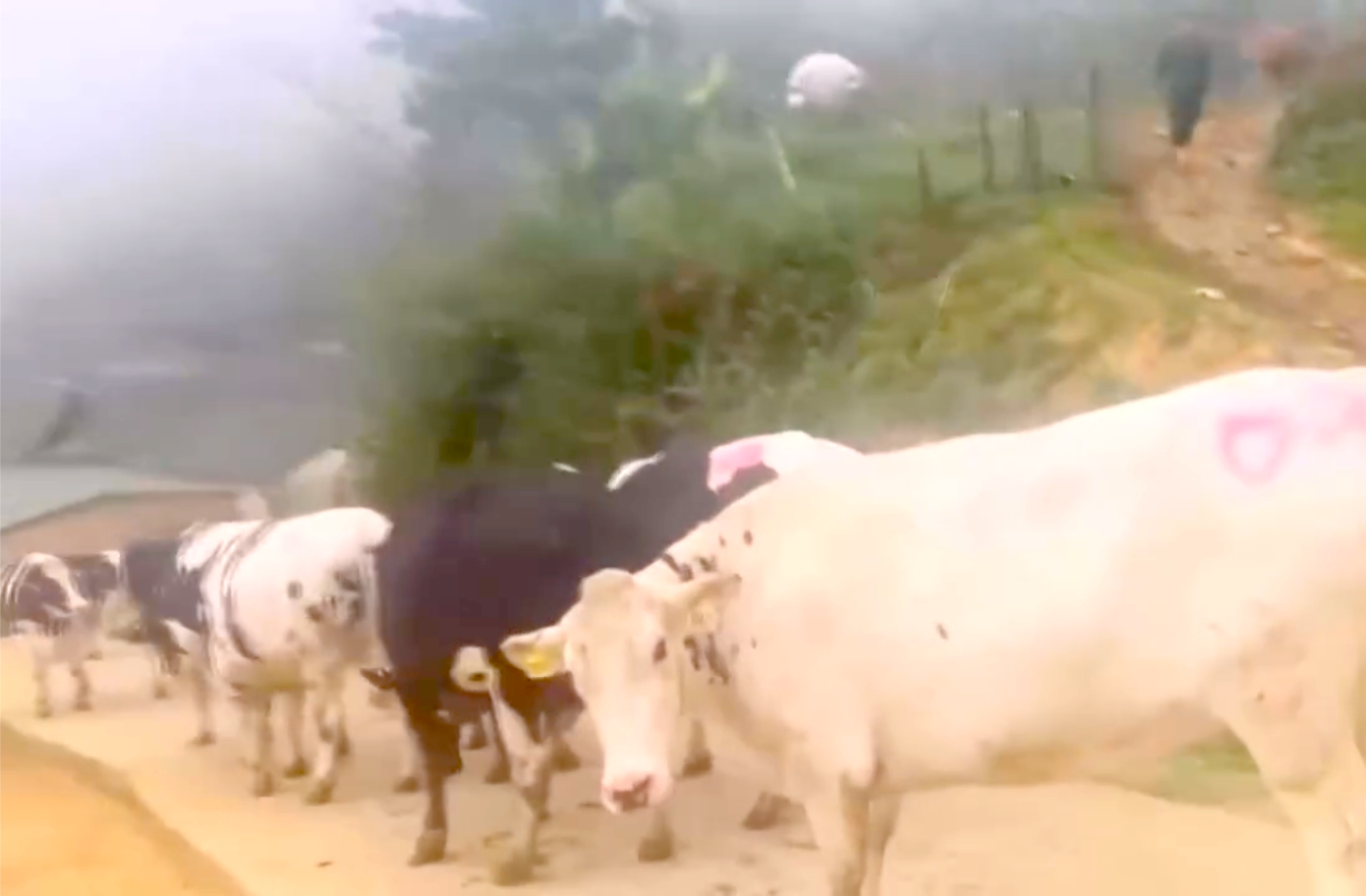 Đàn bò được Nguyễn Hùng Sơn mua tại Lào rồi buôn lậu về Việt Nam. (Ảnh: Lê Thạch).