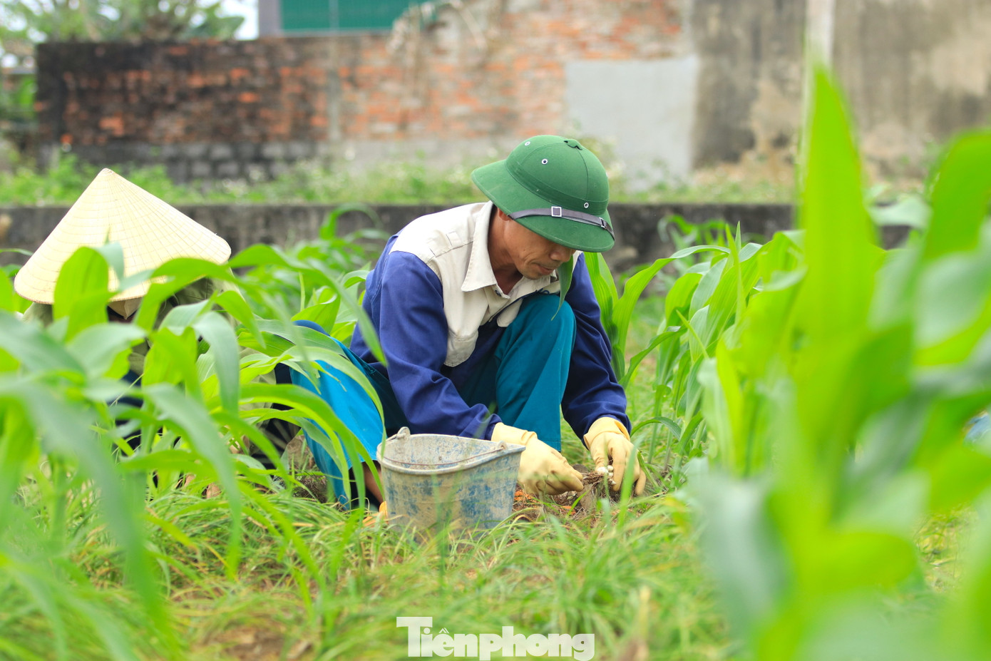 Ông Trần Nguyên Hòa - Trưởng phòng Nông nghiệp huyện Nghi Lộc, cho biết, hành tăm hiện đang là cây trồng chủ lực, mang lại thu nhập ổn định cho người dân ở một số địa phương trên địa bàn huyện. Thời gian qua, chính quyền địa phương đã hỗ trợ người dân xây dựng thương hiệu hành tăm theo tiêu chuẩn VietGap để tăng năng suất và giá trị cho cây hành tăm.