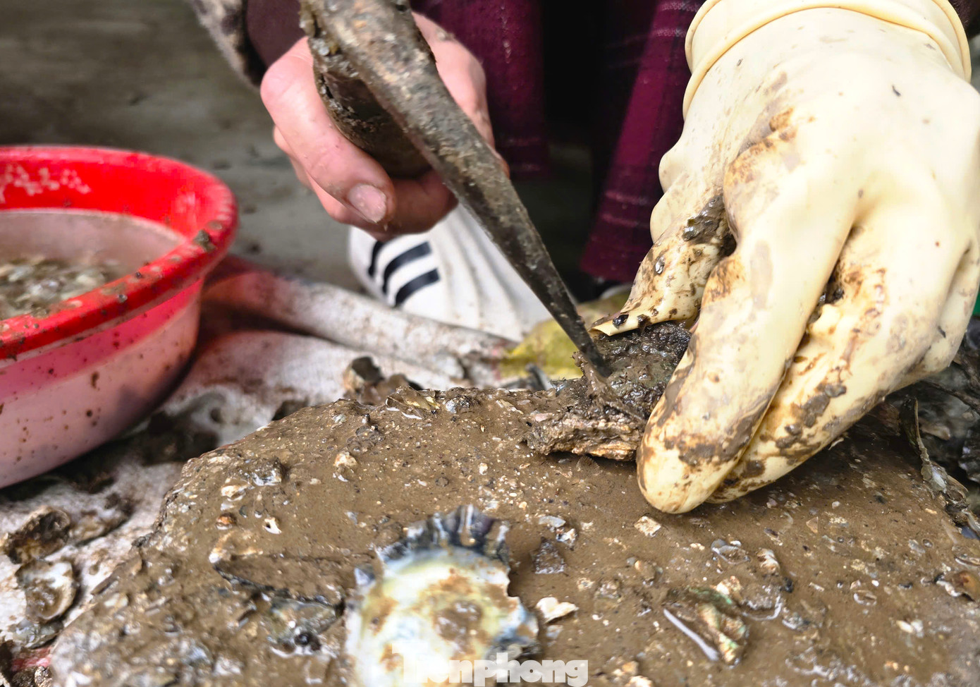 Dưới những nhát búa cứng, vỏ hàu được tách đôi, lộ ra ruột hàu sữa mềm mại. Dưới những nhát búa cứng, vỏ hàu được tách đôi, lộ ra ruột hàu sữa mềm mại.