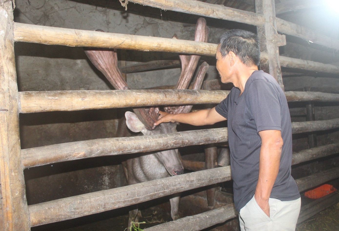 Con nai "khủng" cho cặp nhung nặng đến 8,5kg.